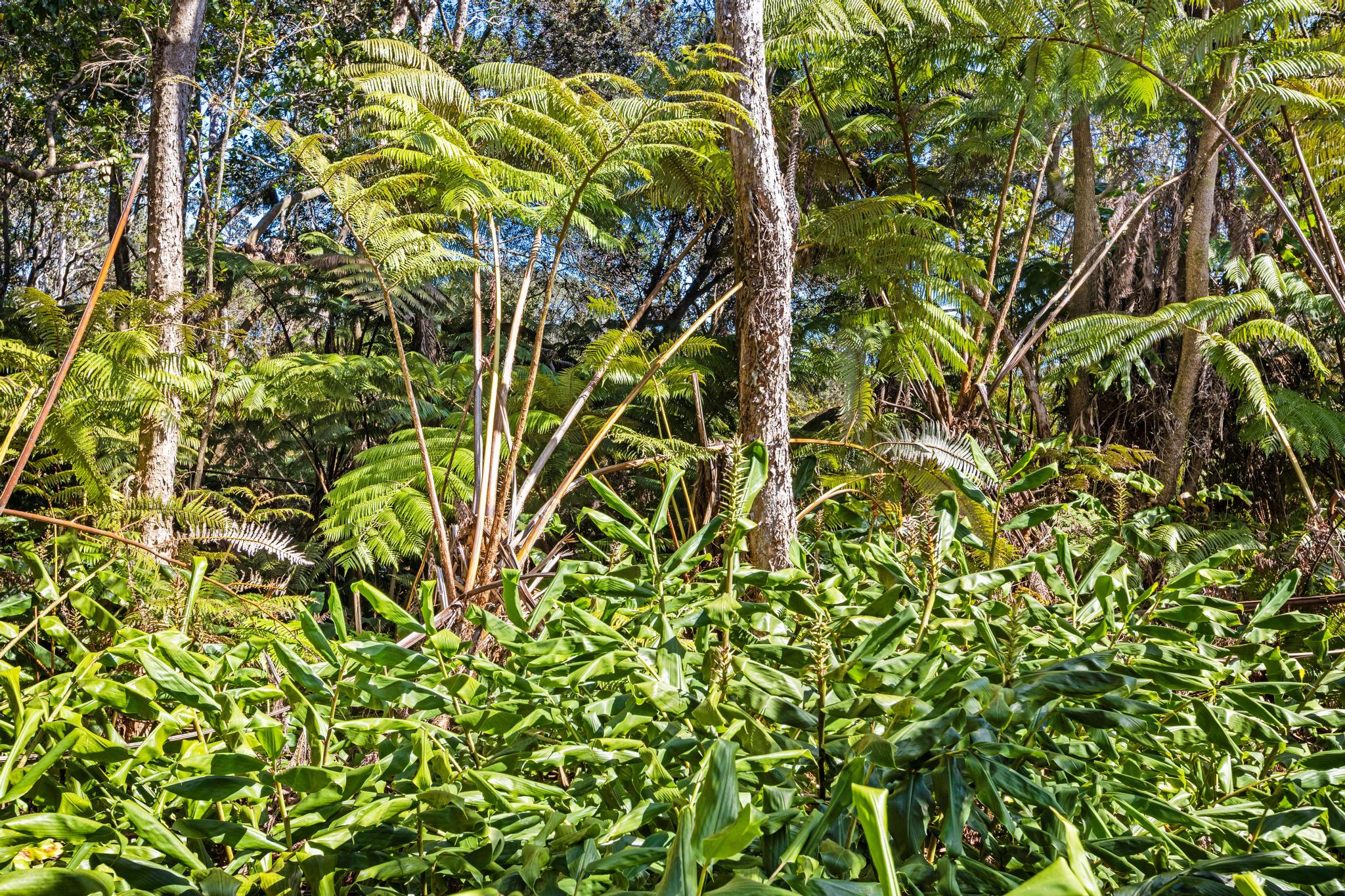 Kilinoe St Property Photo 8
