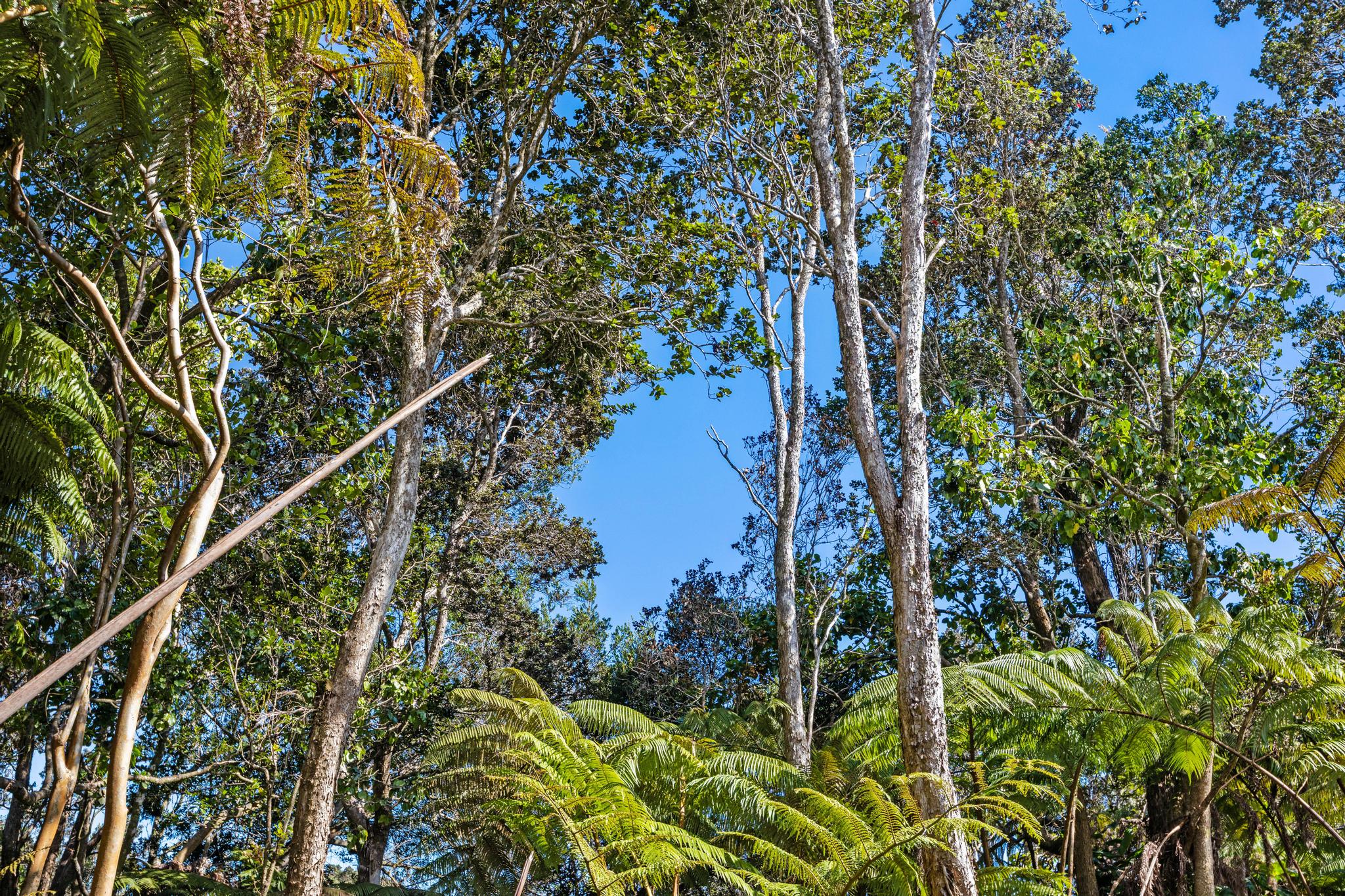 Kilinoe St Property Photo 9