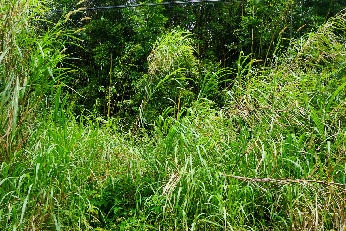 Kapiolani St Property Photo 1