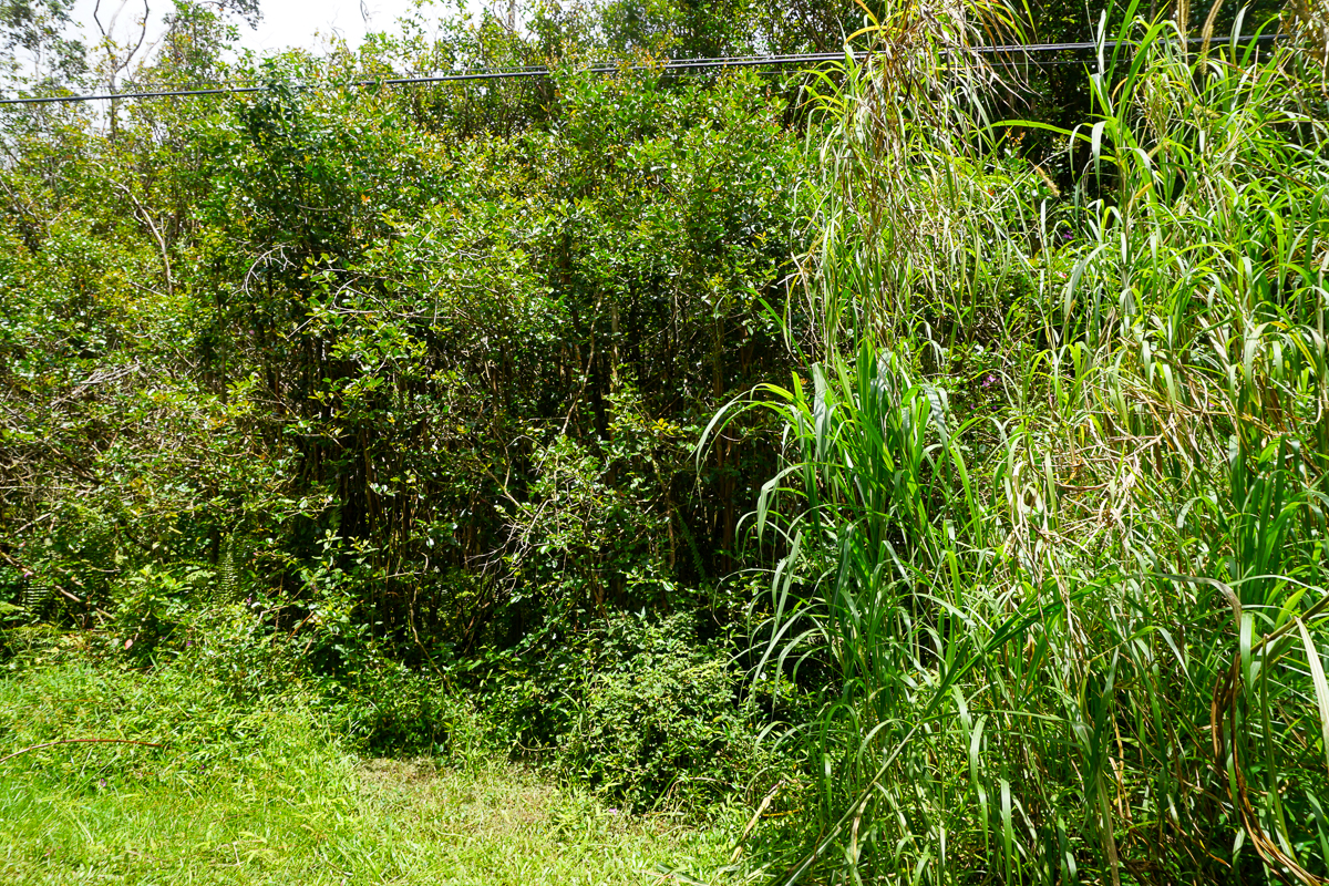 Kapiolani St Property Photo 4