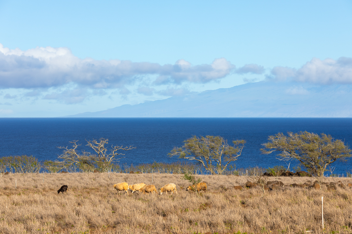 56-2891 Haleakala View Pl Property Photo 15