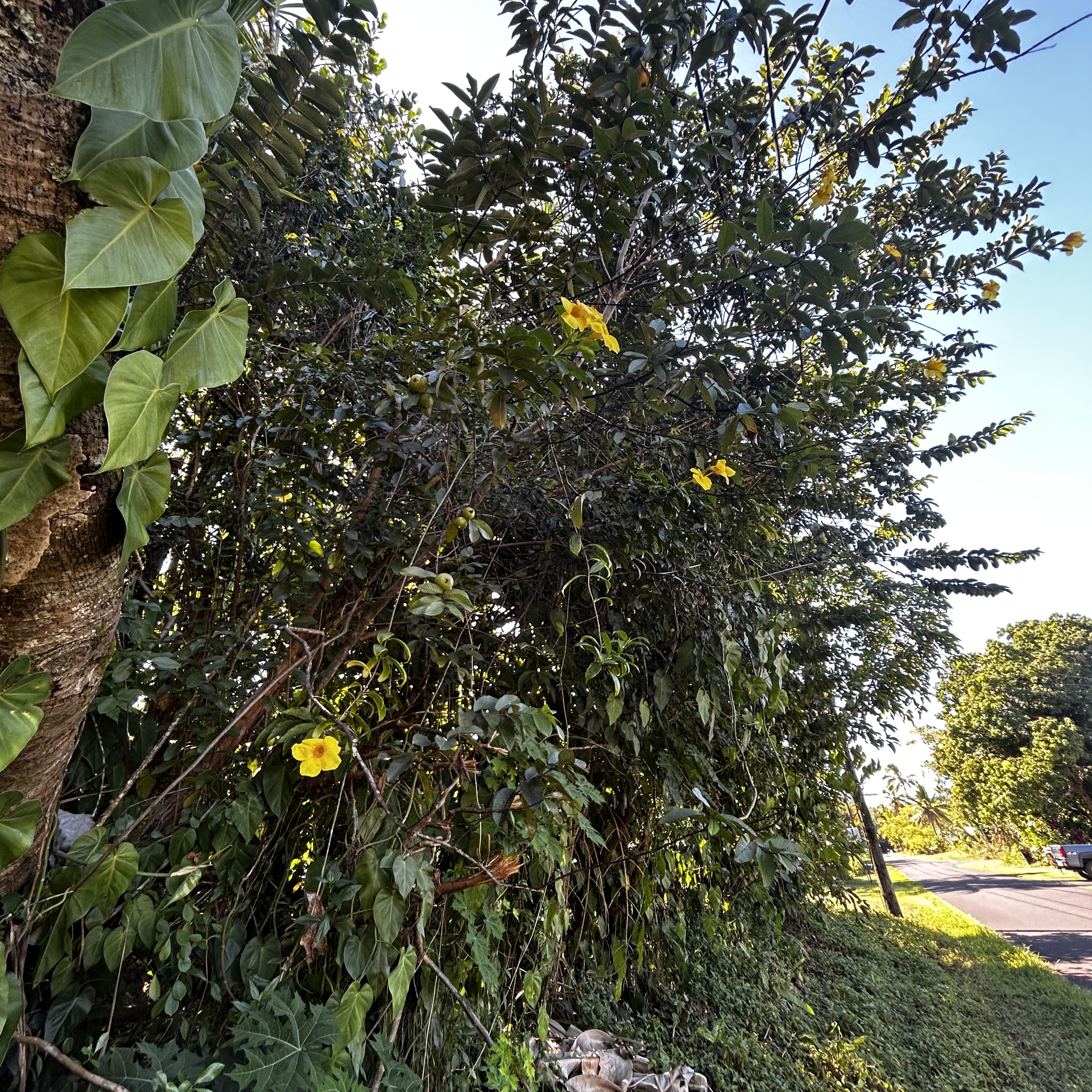 Opae St Property Photo 6