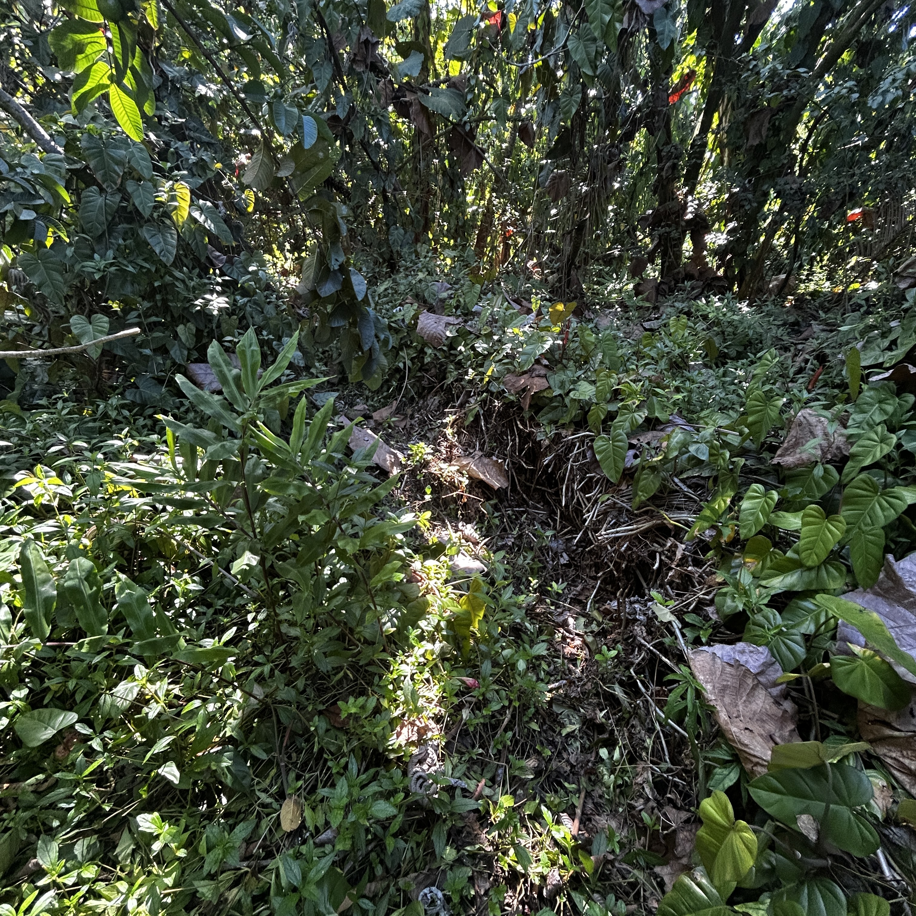 Opae St Property Photo 8