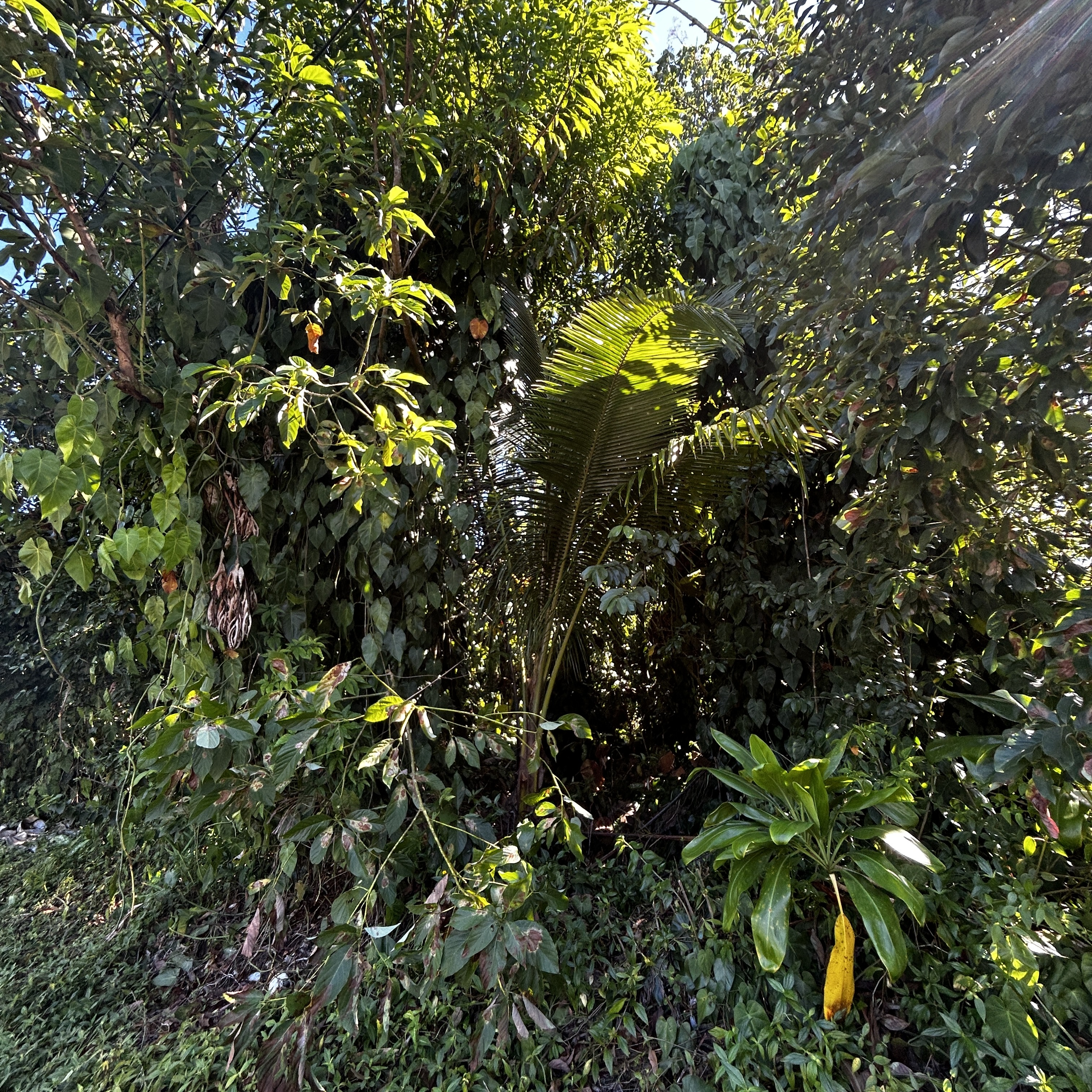 Opae St Property Photo 9