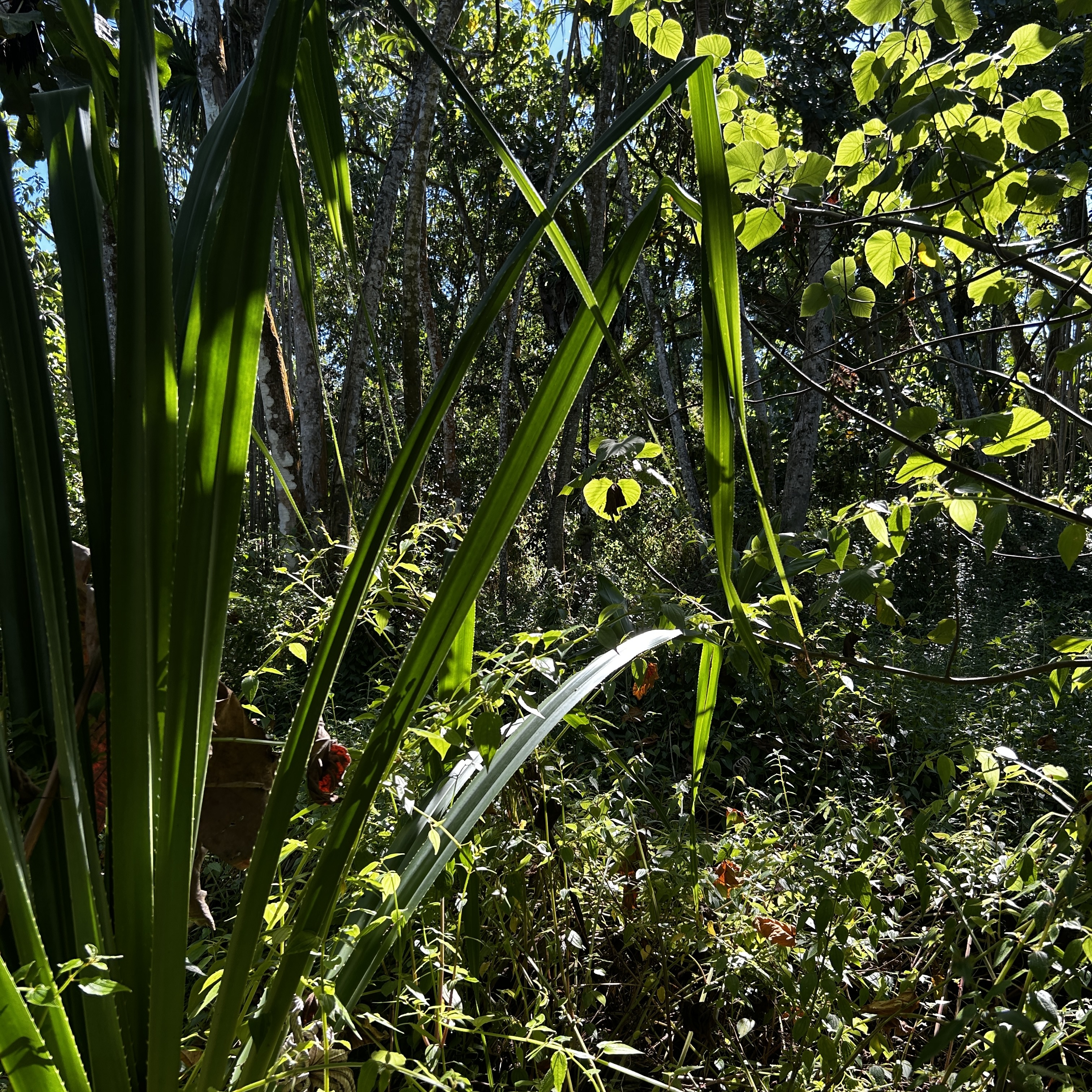 Oopu St Property Photo 6