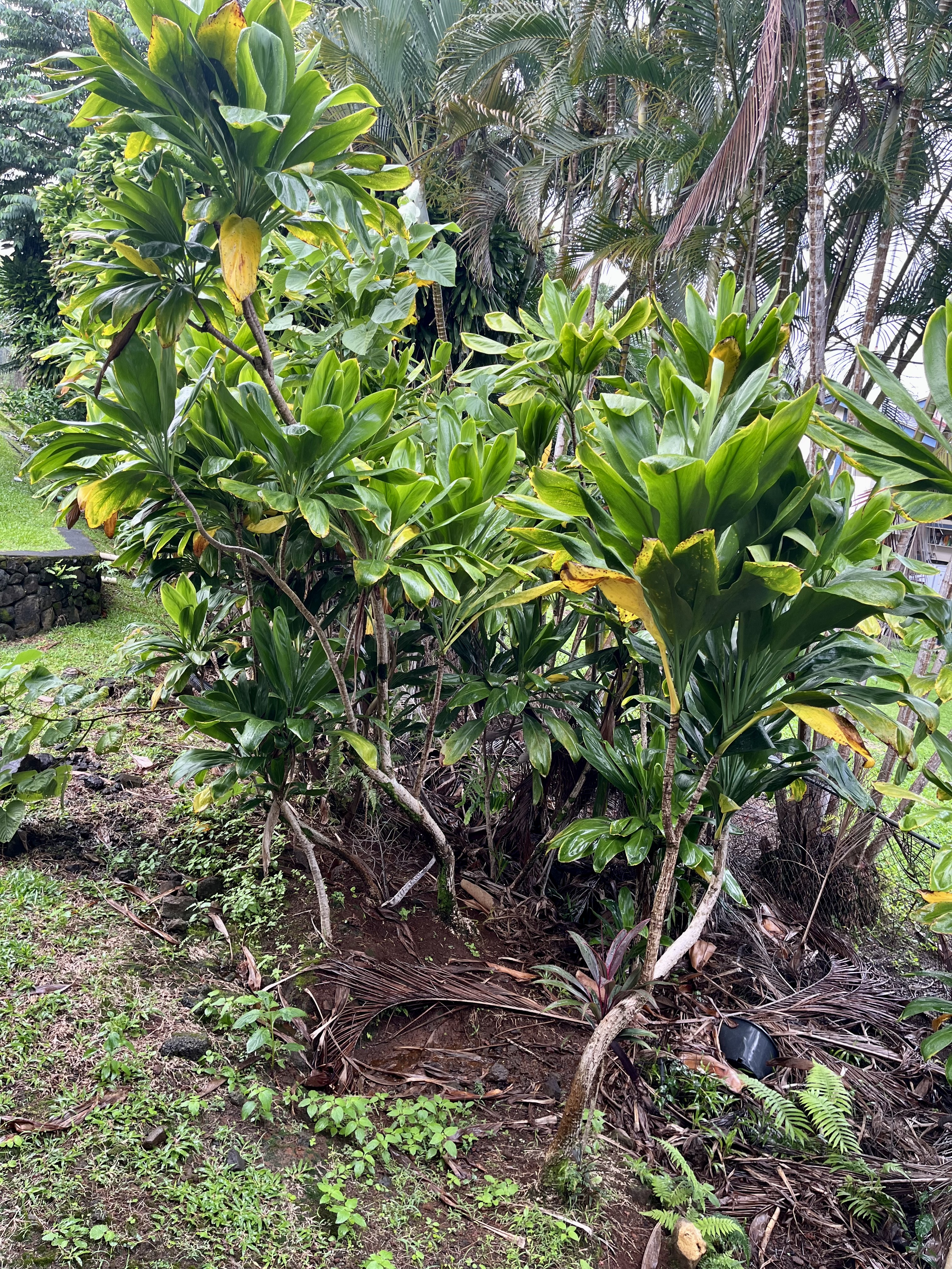 24 Manu Pl Property Photo 15