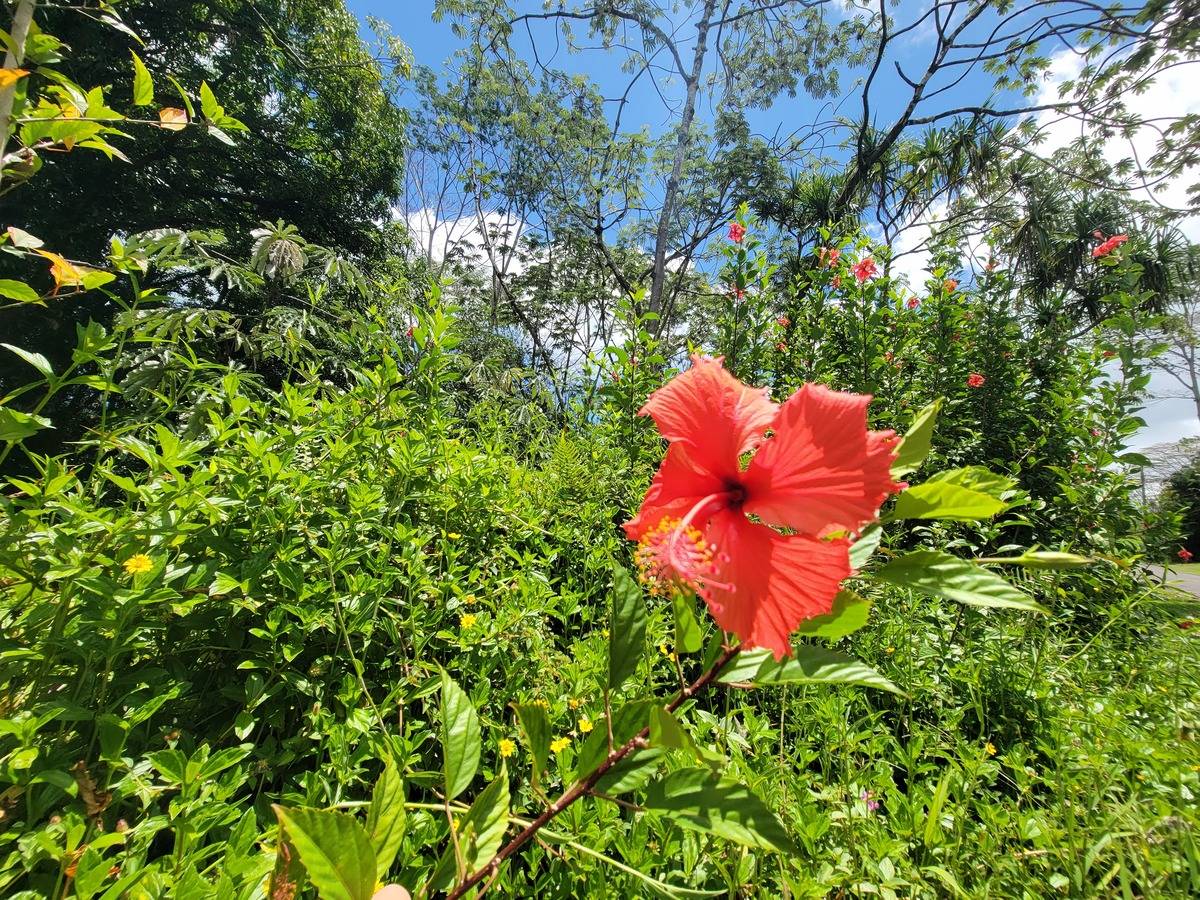 Nenue St Property Photo 4