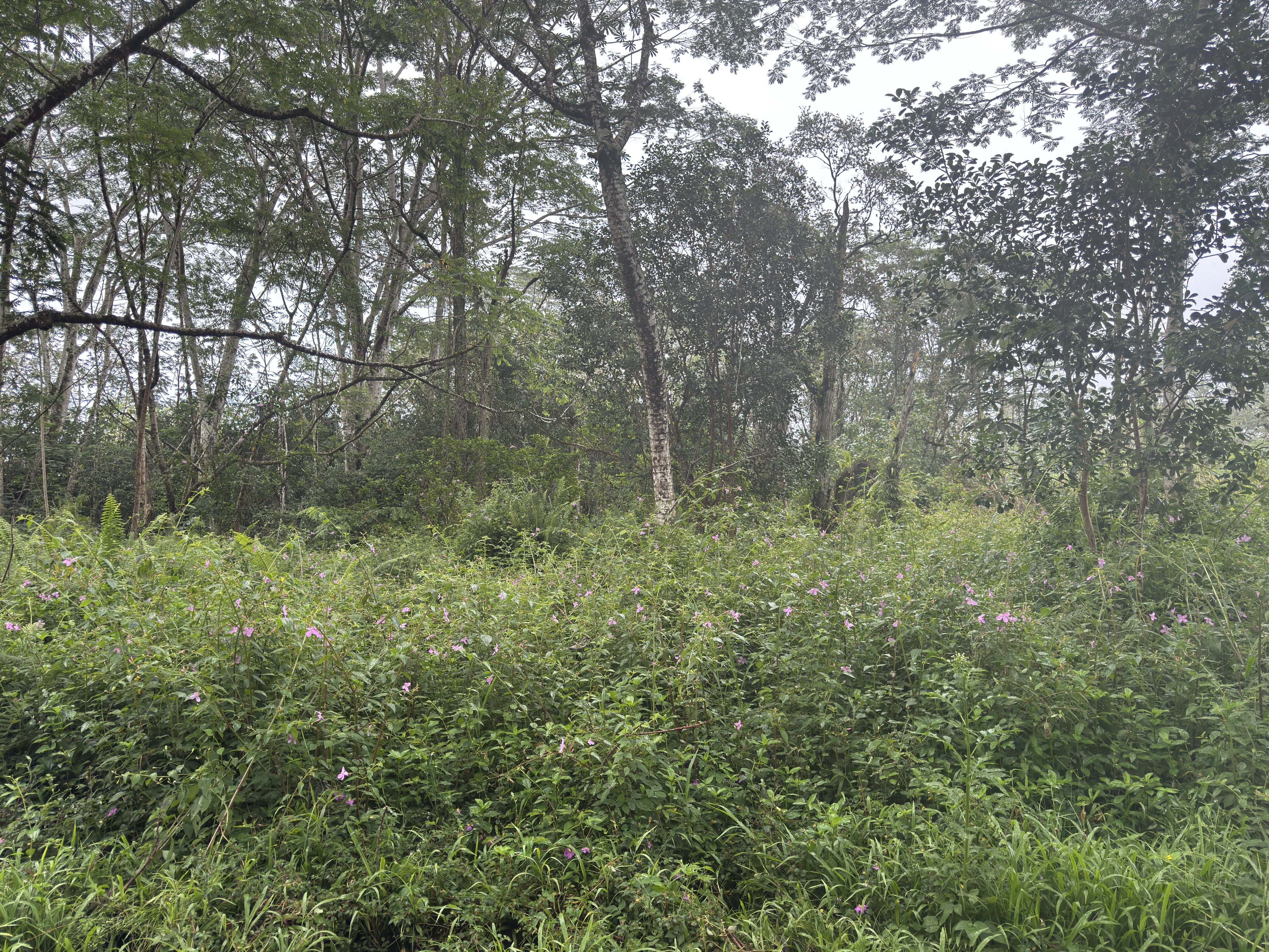 Pahoa Circle Property Photo 4