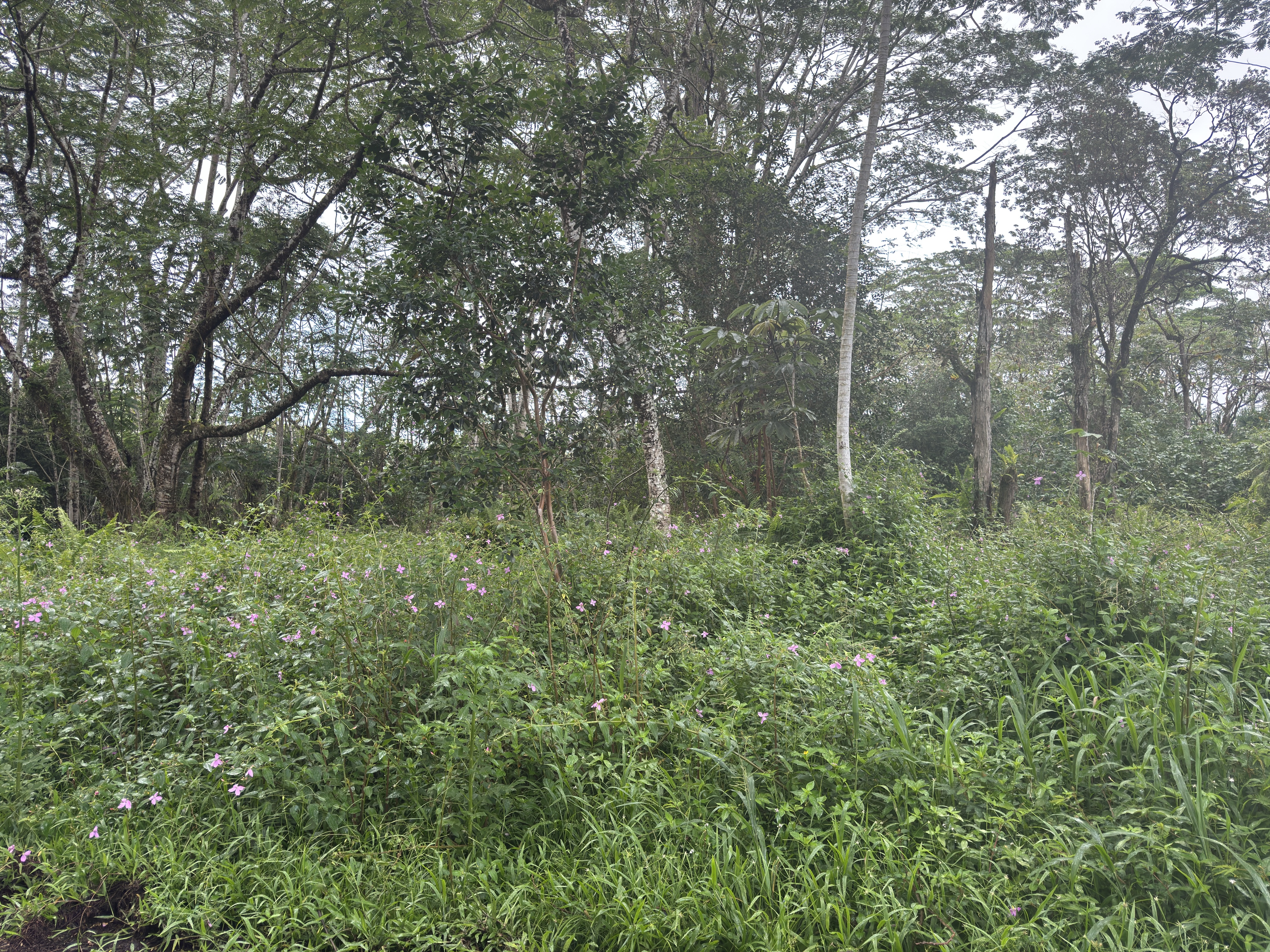 Pahoa Circle Property Photo 11