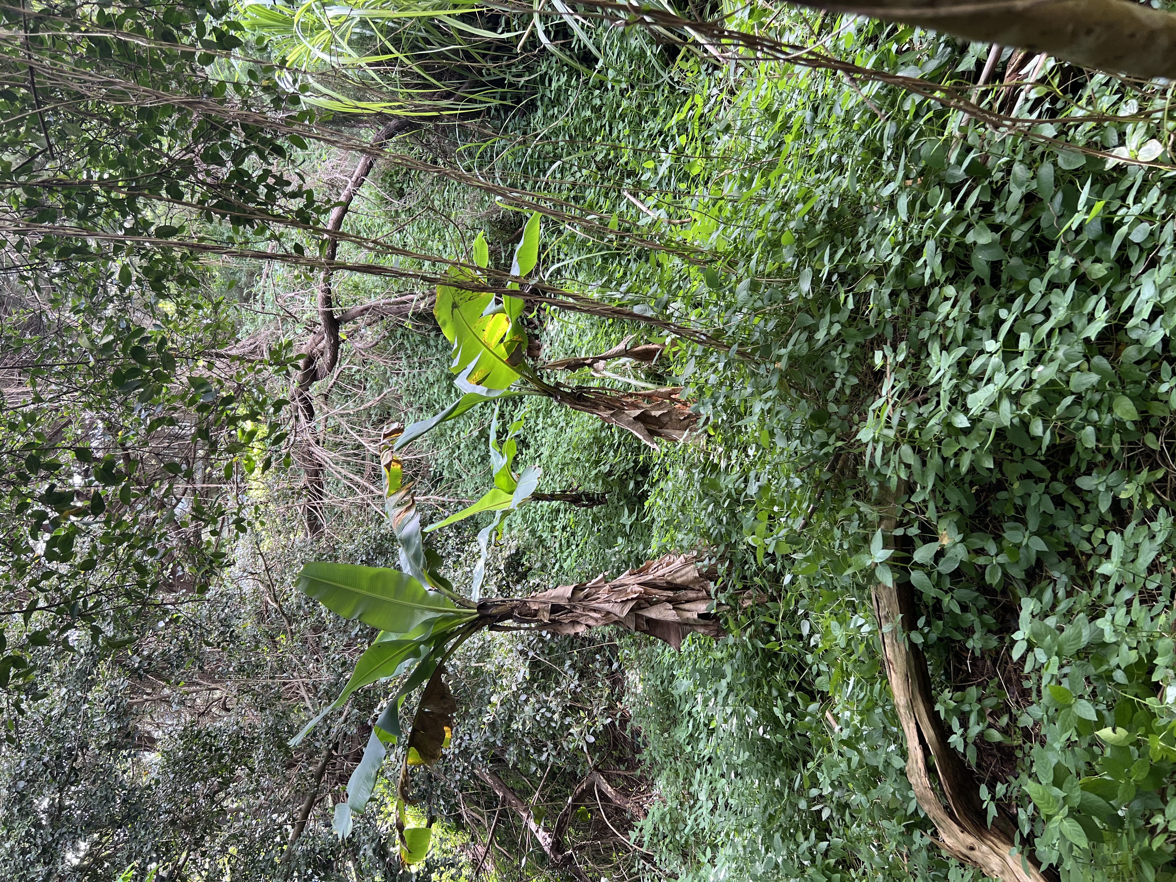Puuwai Rd Property Photo 2