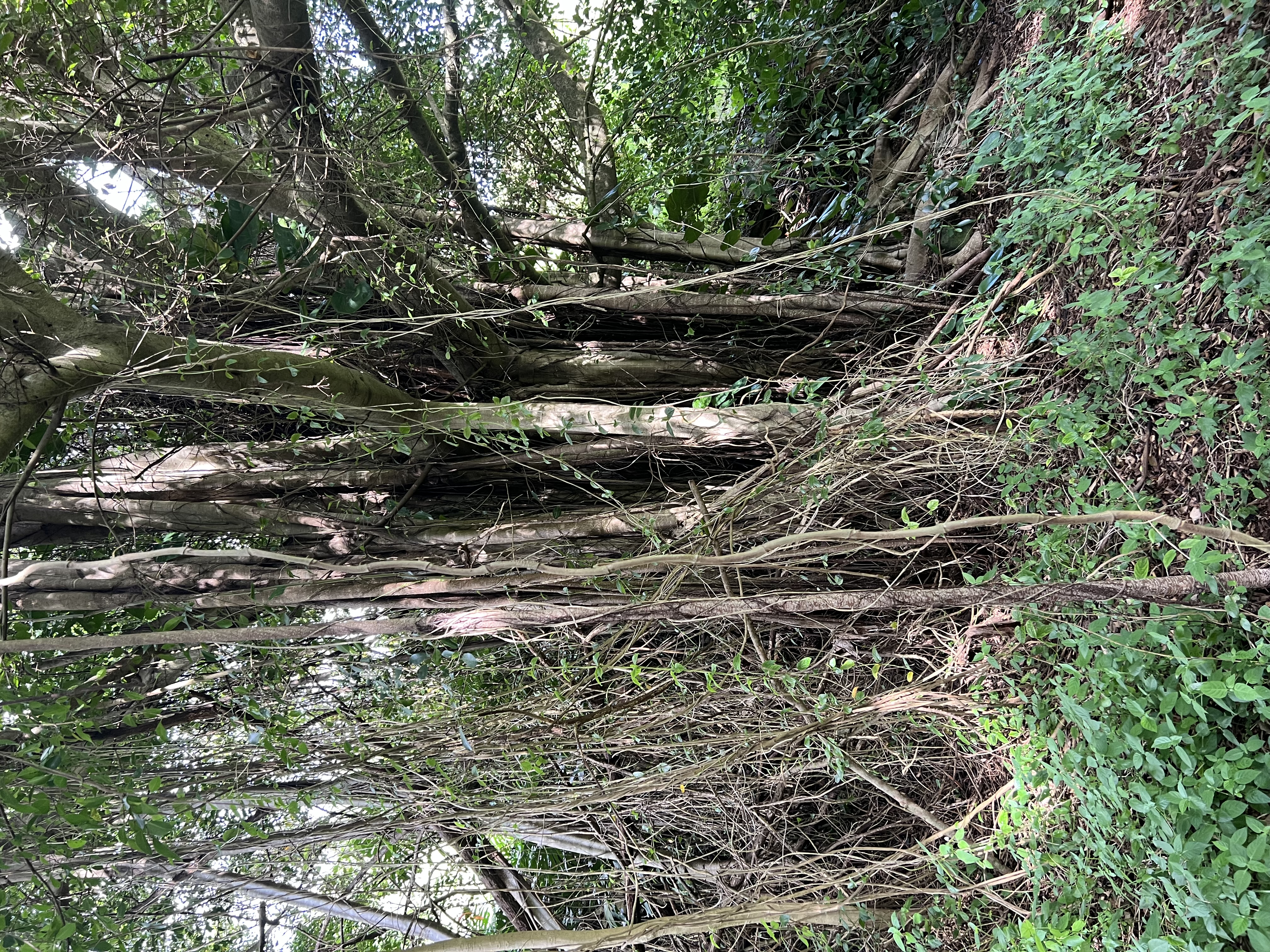Puuwai Rd Property Photo 3