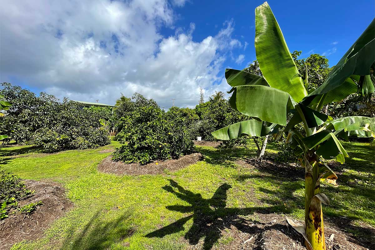 Mapuana Ave Property Photo 25
