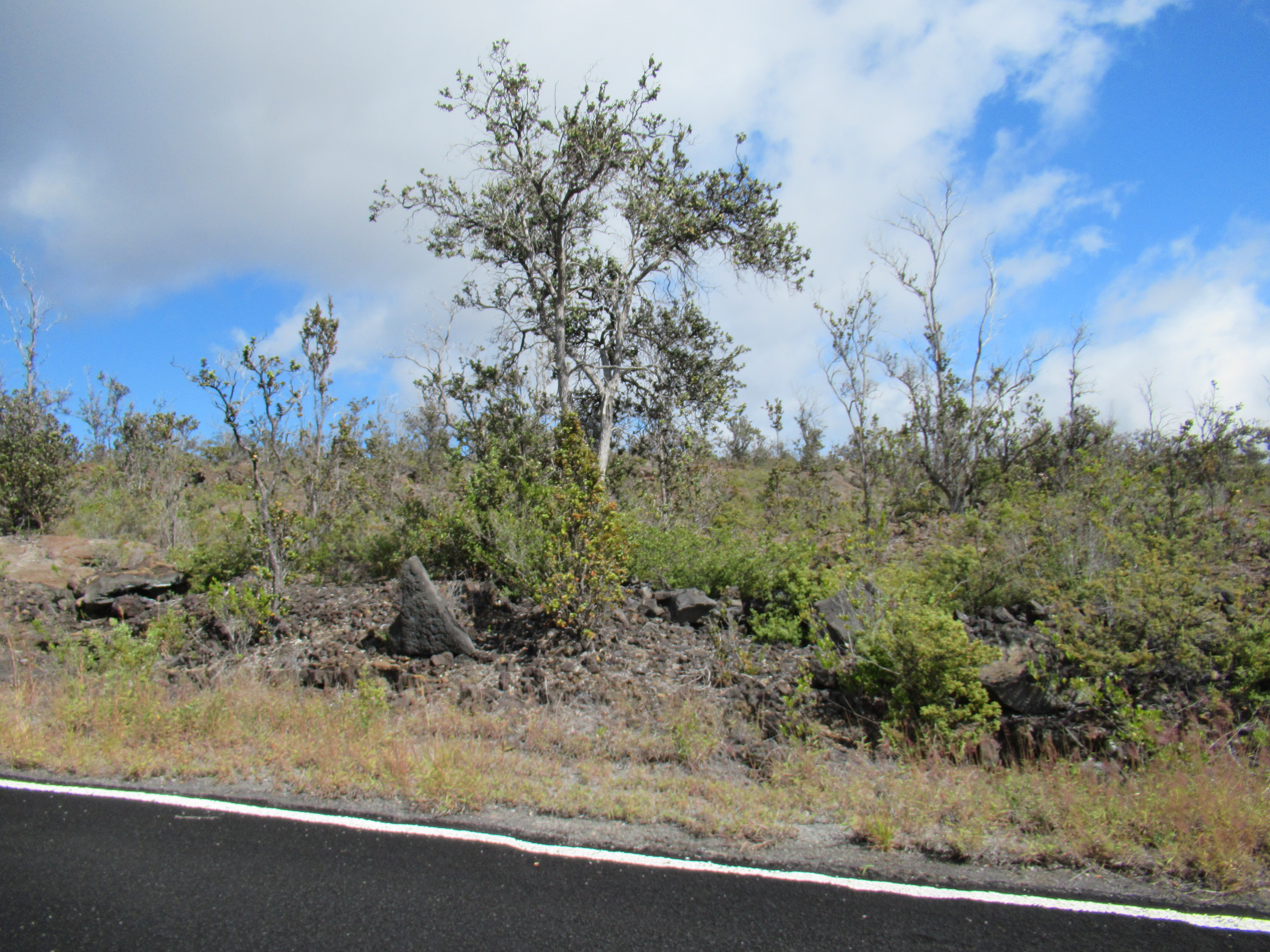 Pineapple Pkwy Property Photo 1