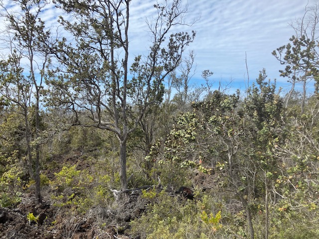 Koa Ln Property Photo 2