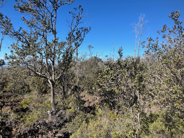 Koa Ln Property Photo 1