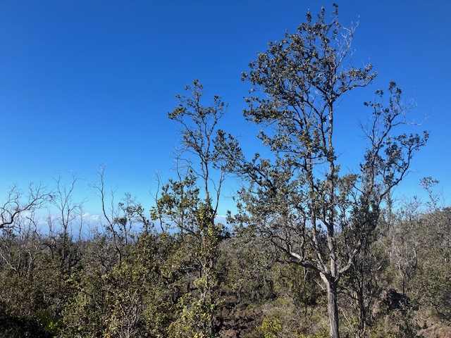 Koa Ln Property Photo 2