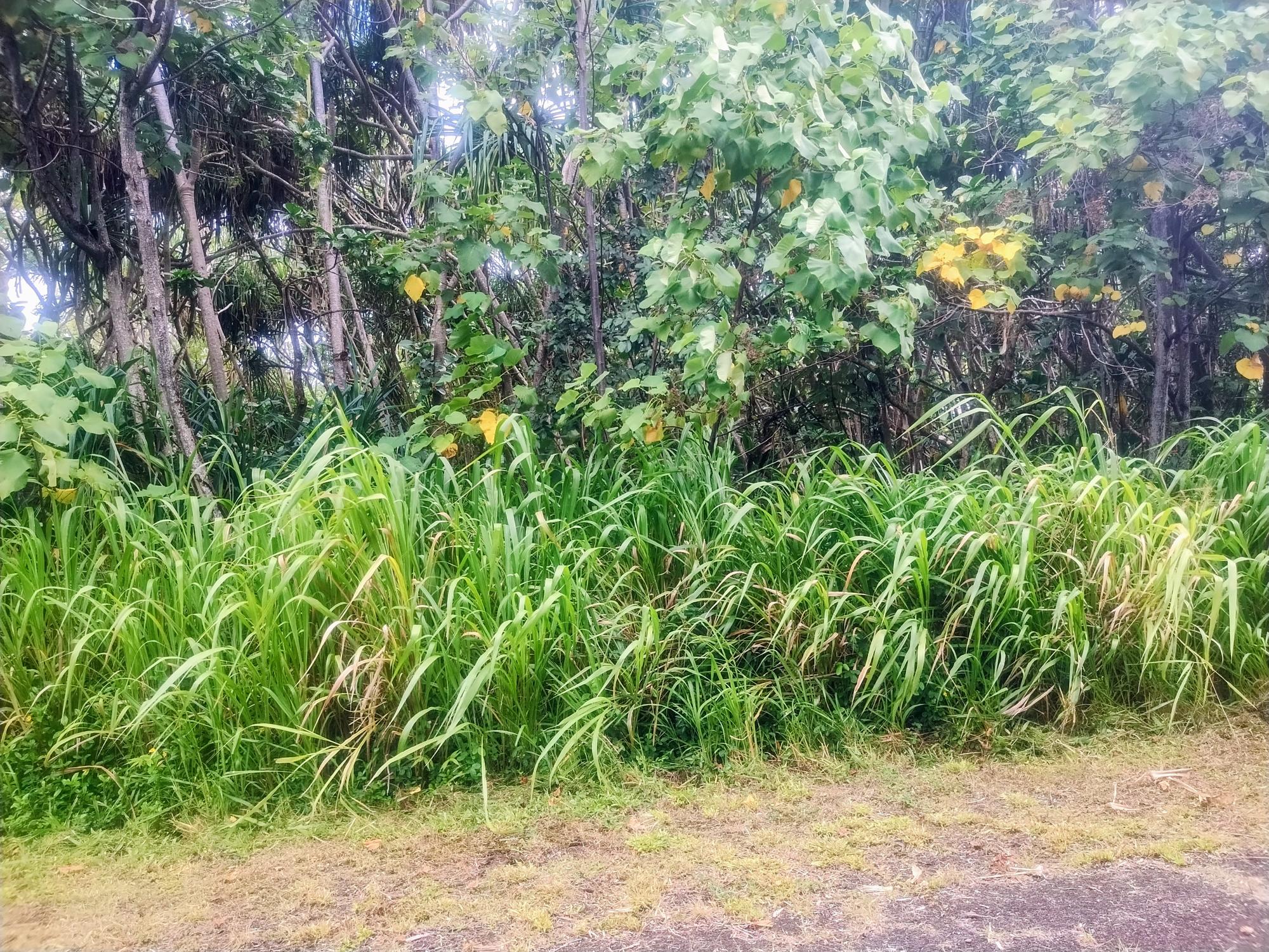 Koaekea St Property Photo 1