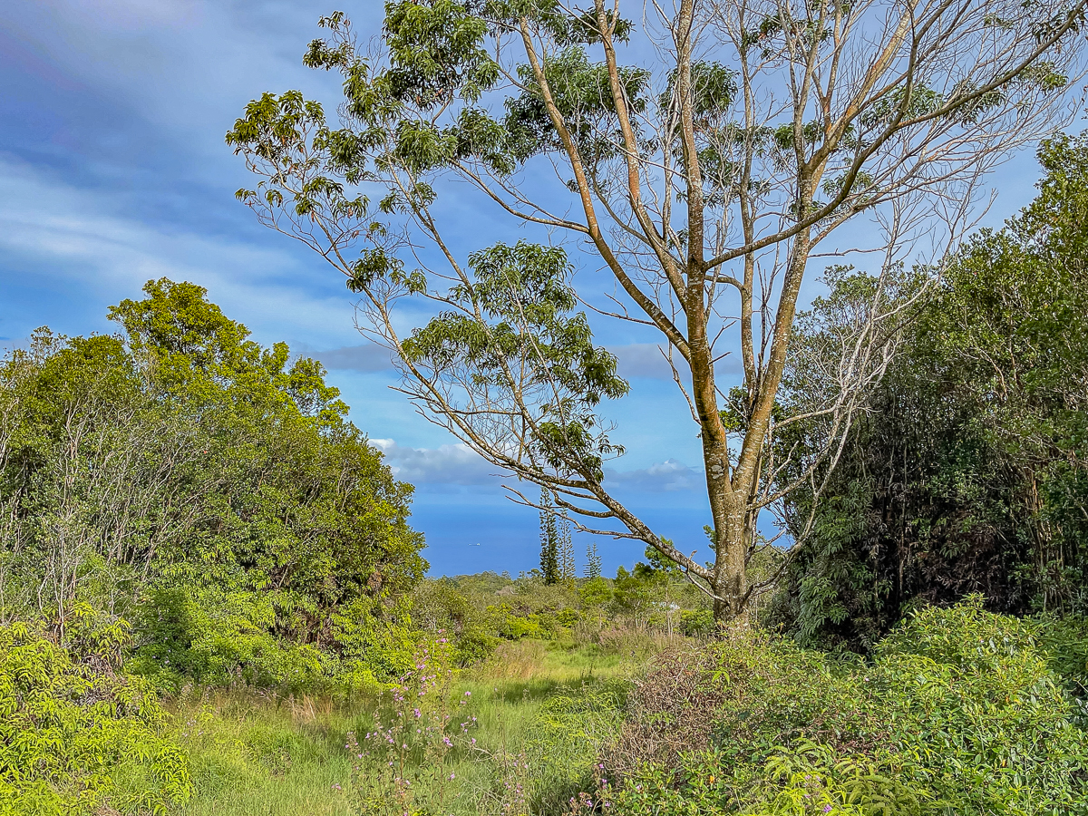 59 Upper Maulua Property Photo 8