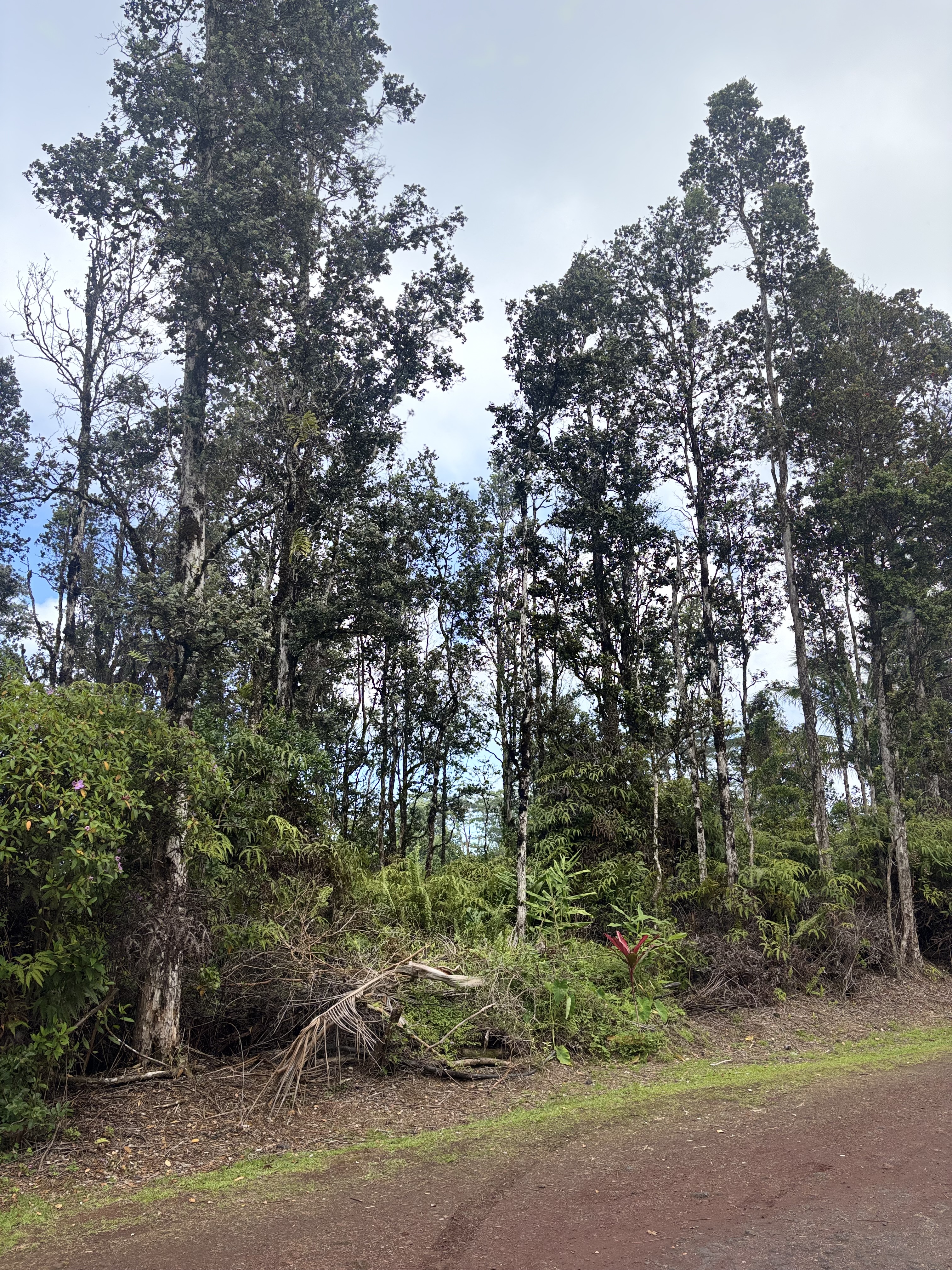 Hilo St Property Photo 5