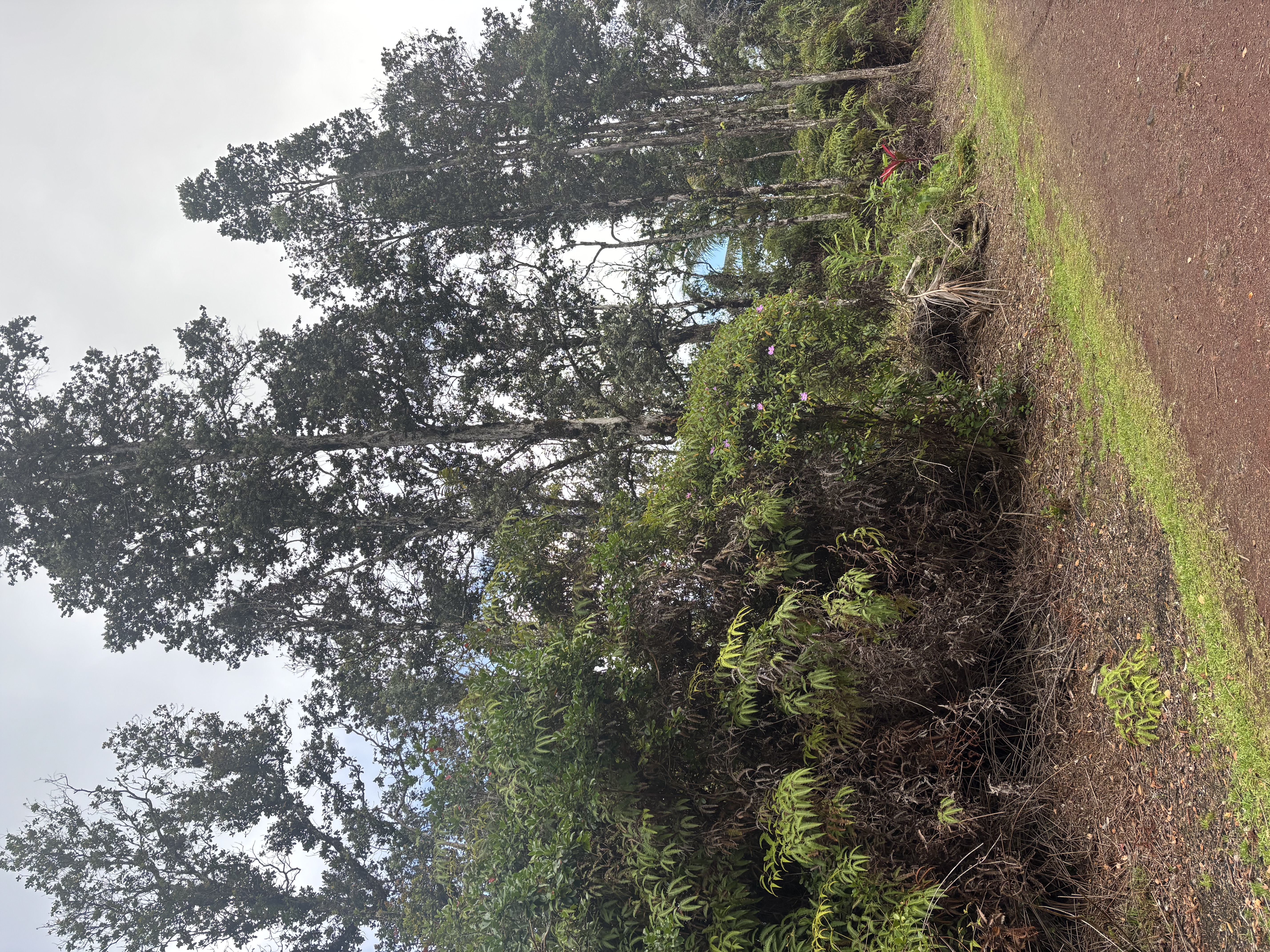 Hilo St Property Photo 8