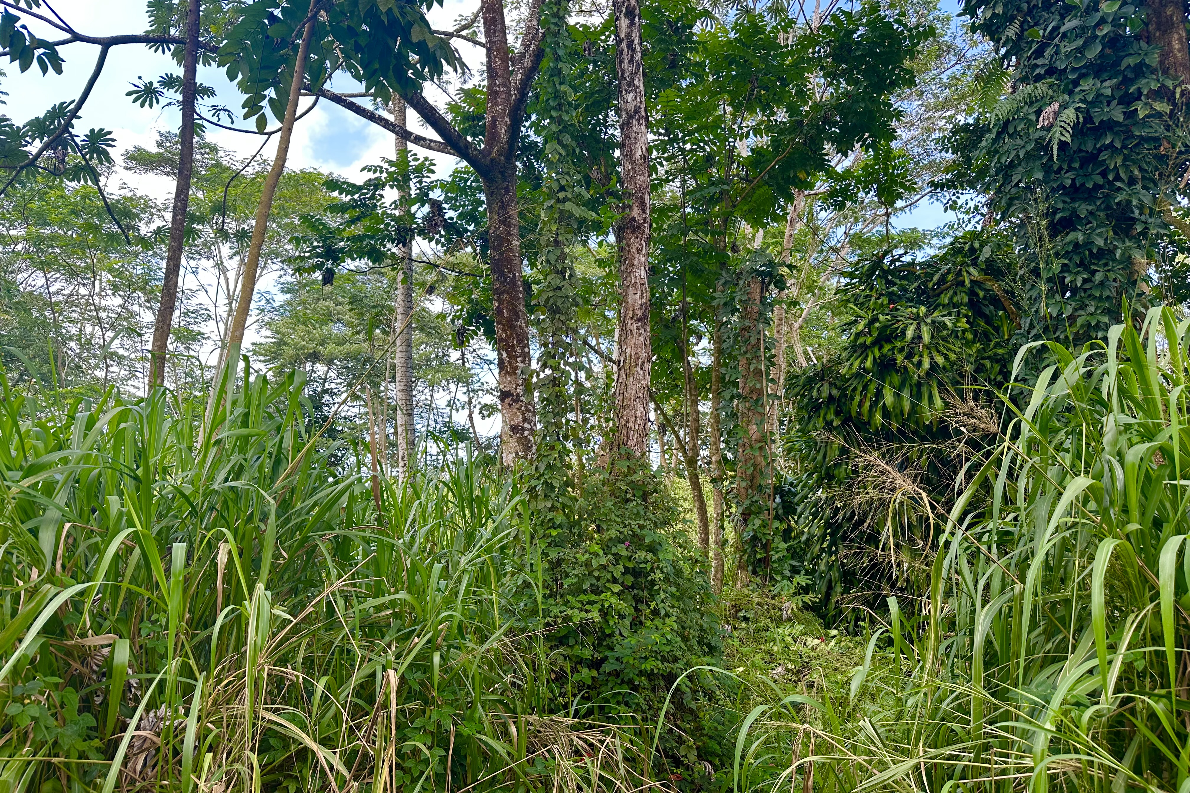 Tiki Rd Property Photo 4