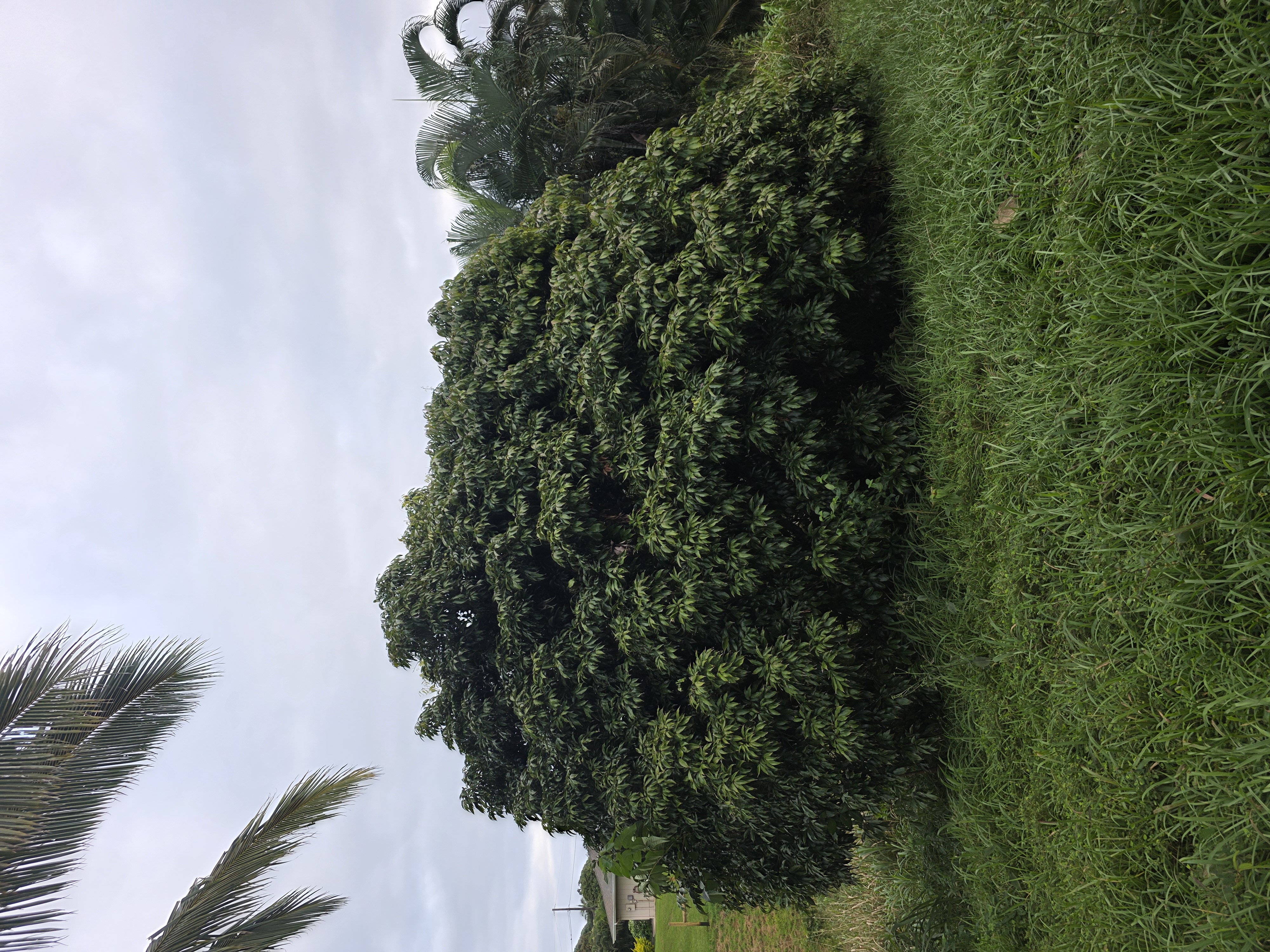 6469-l Kawaihau Rd Property Photo 8