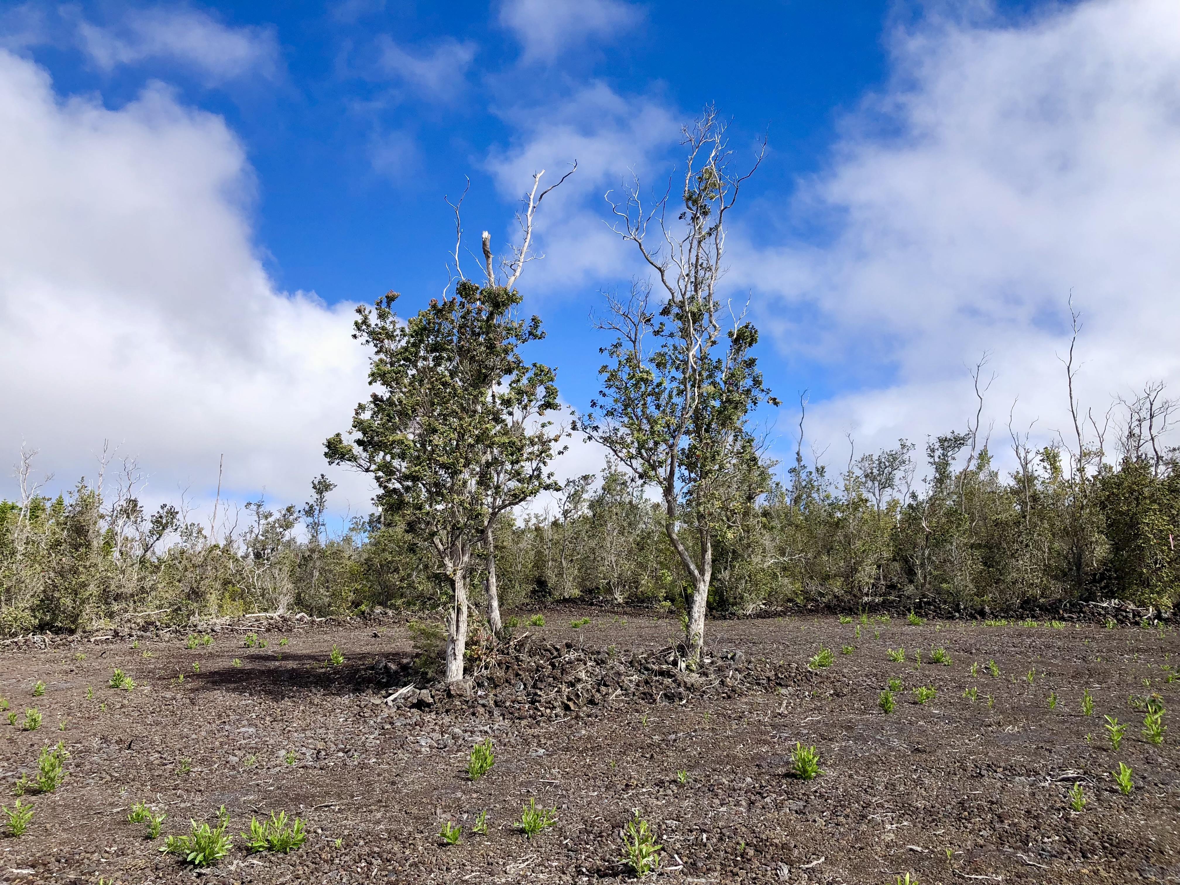Paradise Pkwy Property Photo 1
