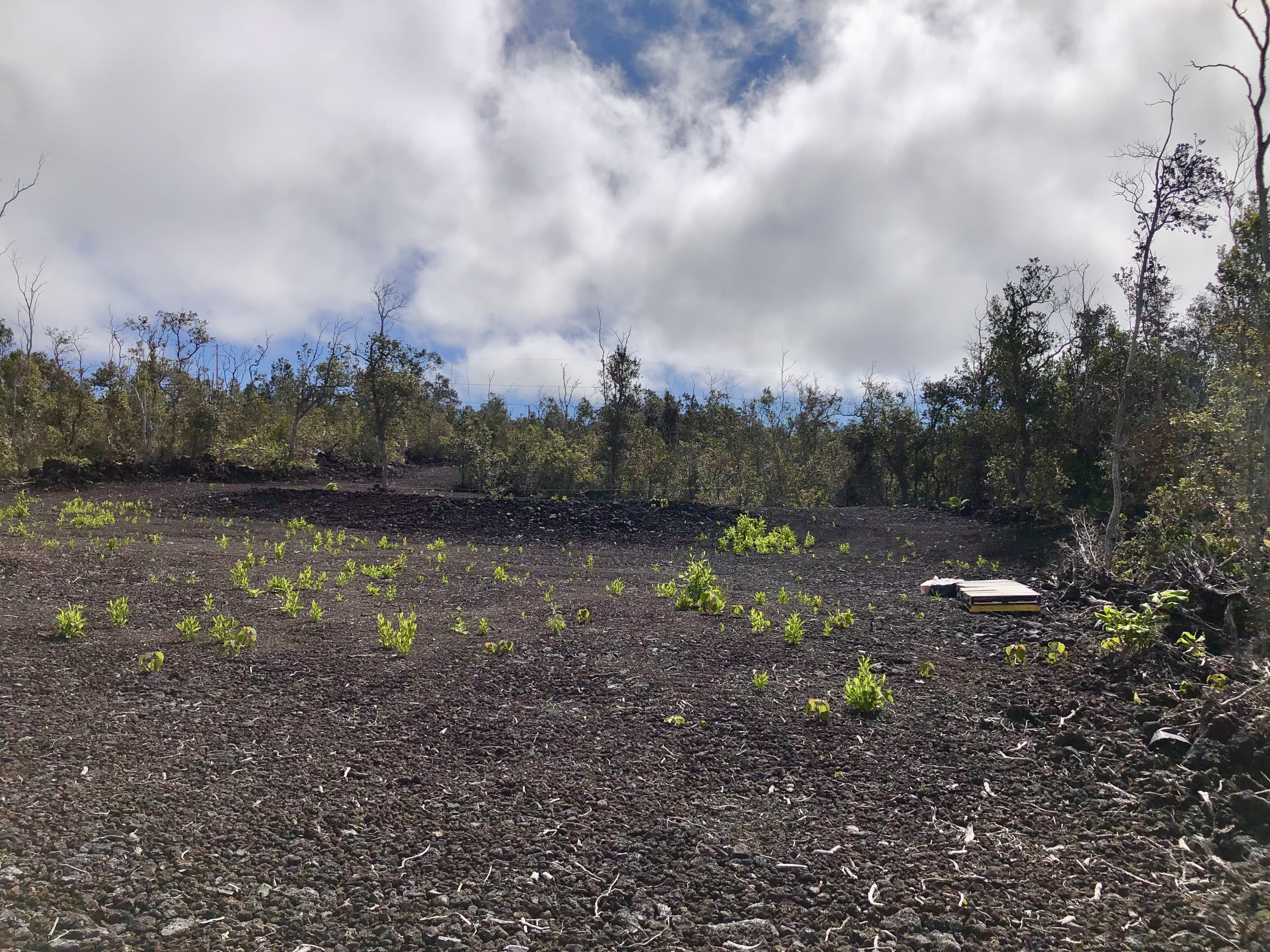 Paradise Pkwy Property Photo 4