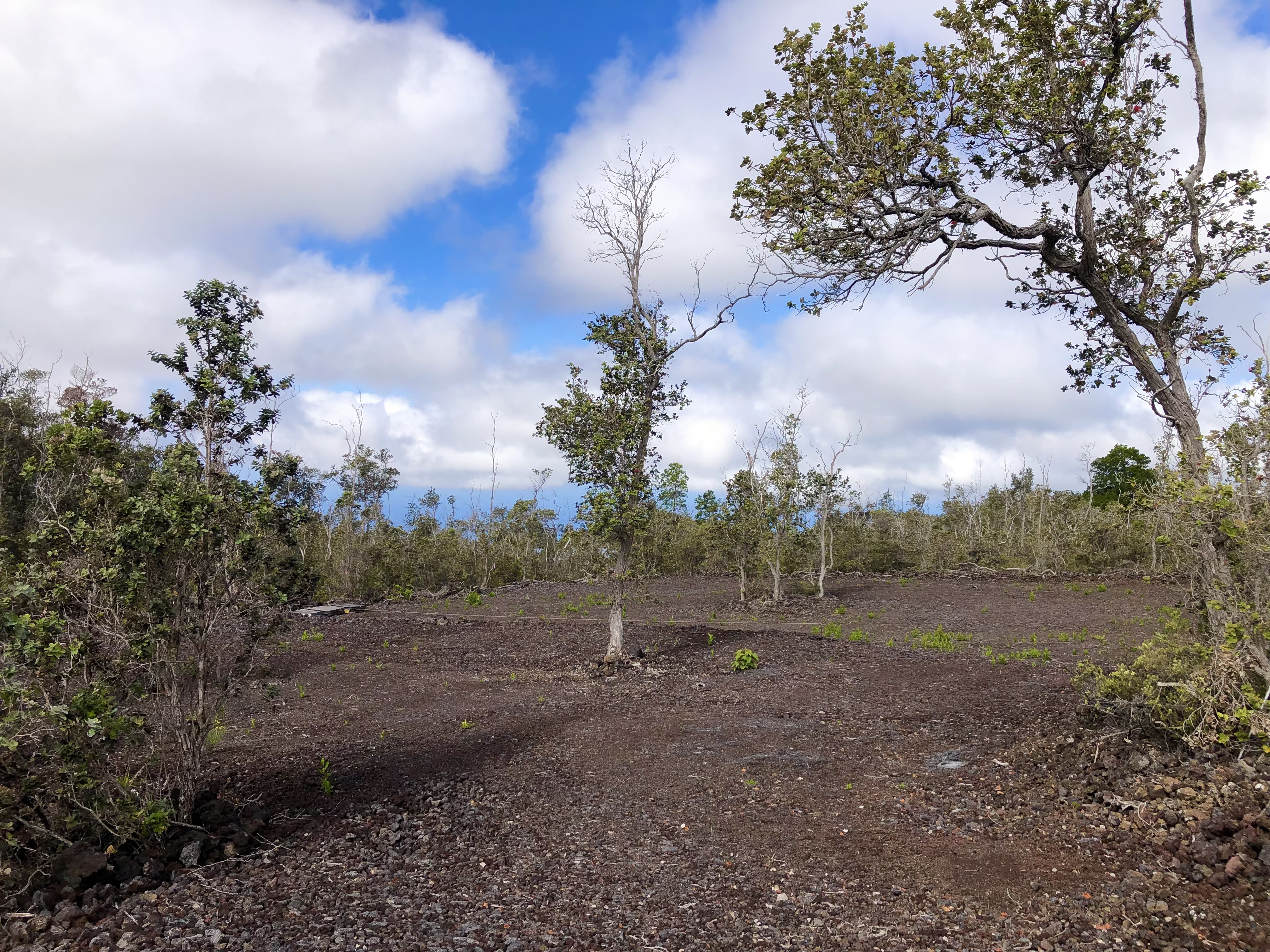 Paradise Pkwy Property Photo 8