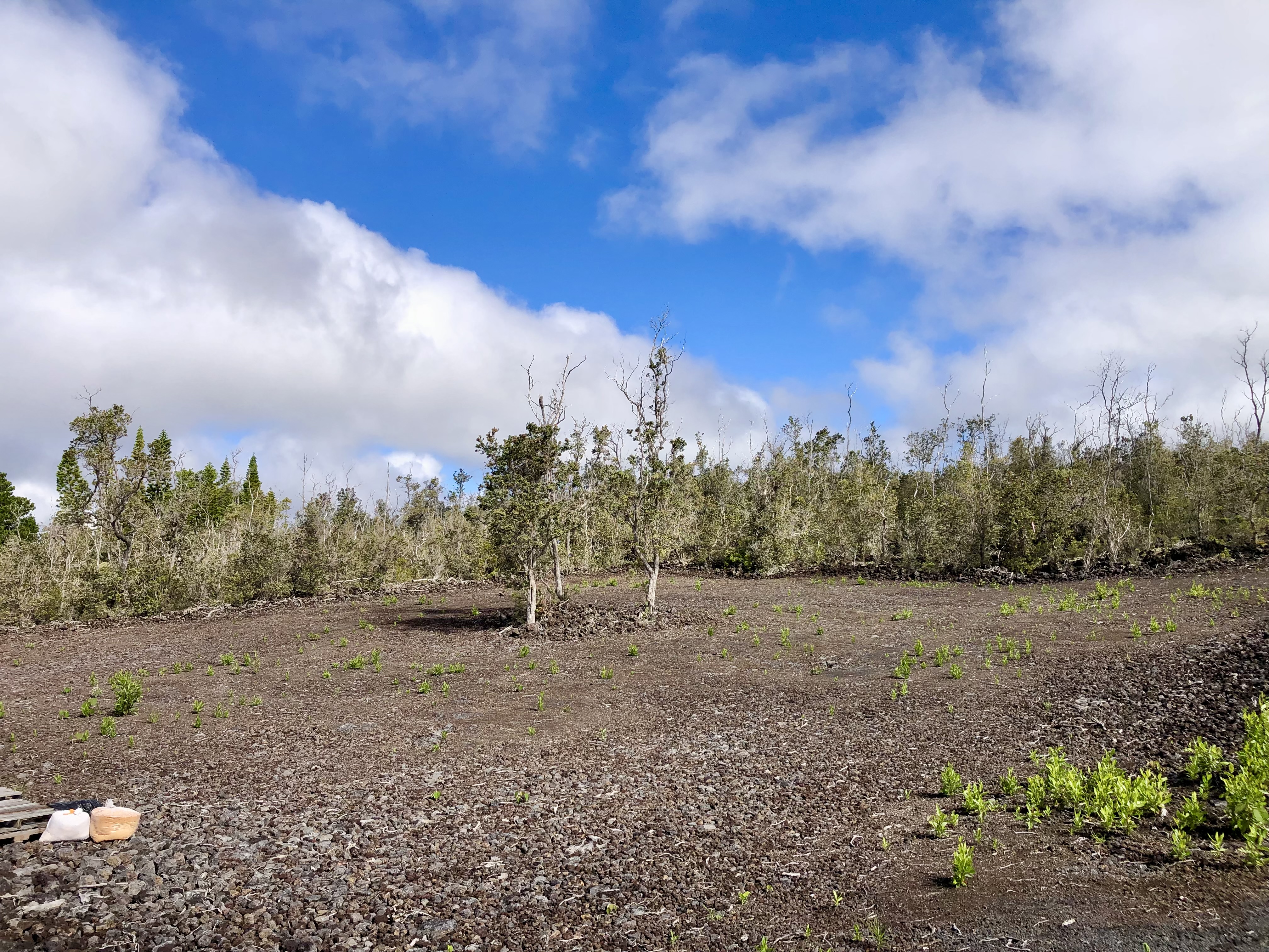 Paradise Pkwy Property Photo 9