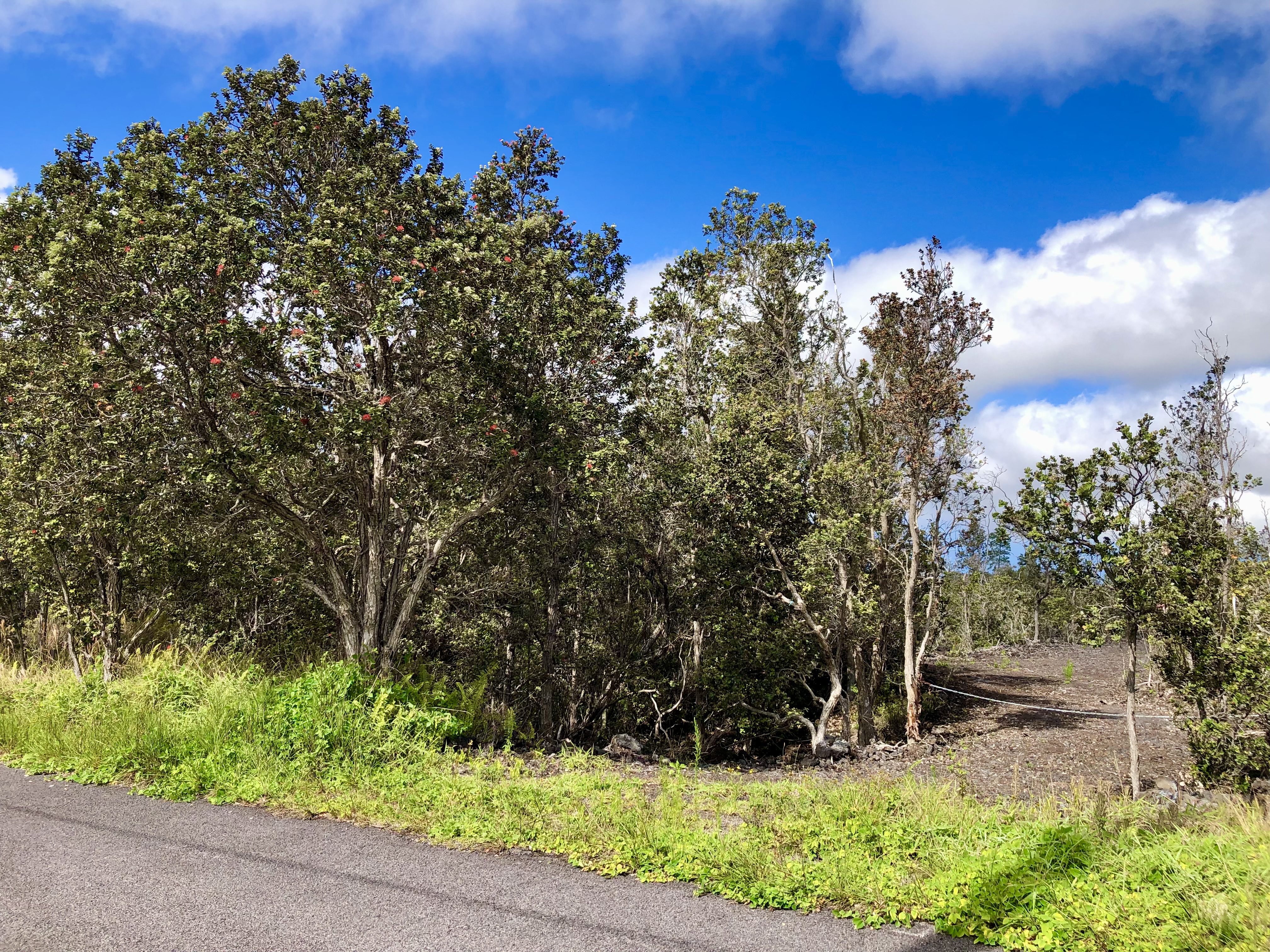 Paradise Pkwy Property Photo 14