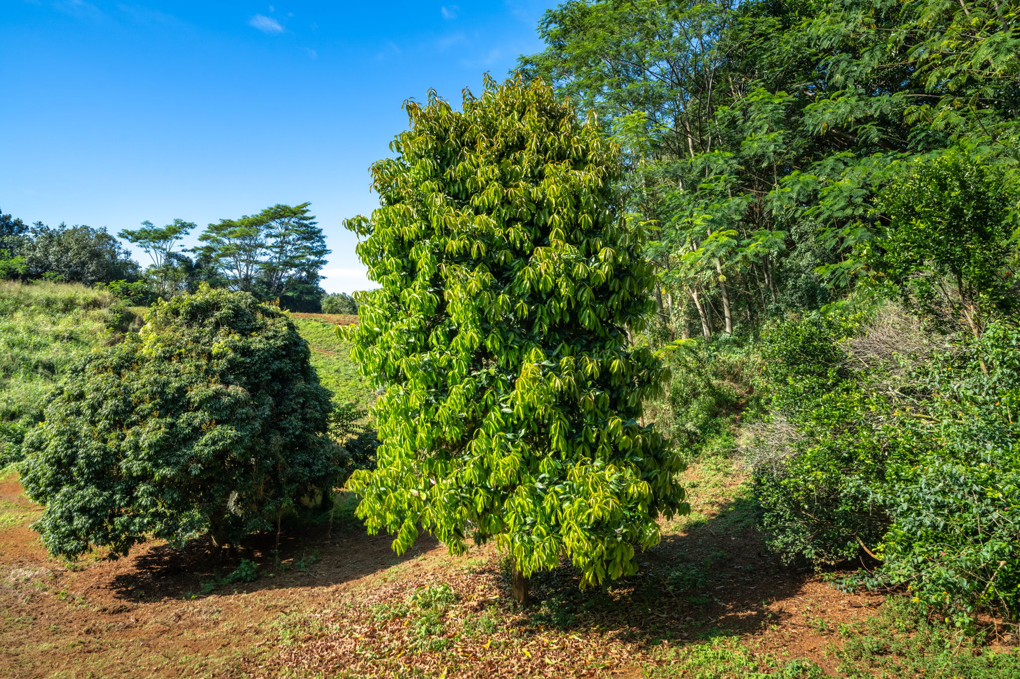 Kawaihau Rd Property Photo 21