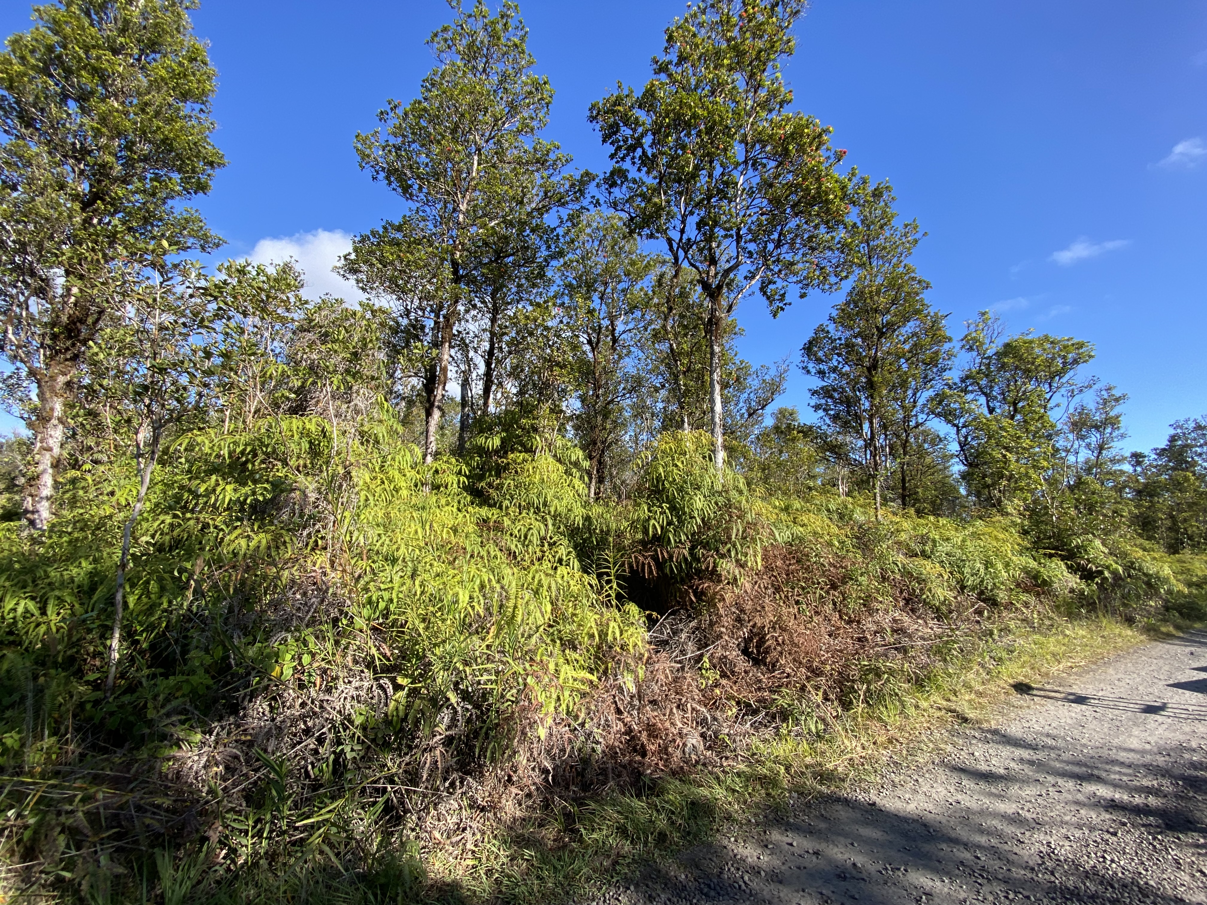 Jungle King Ave Property Photo 1