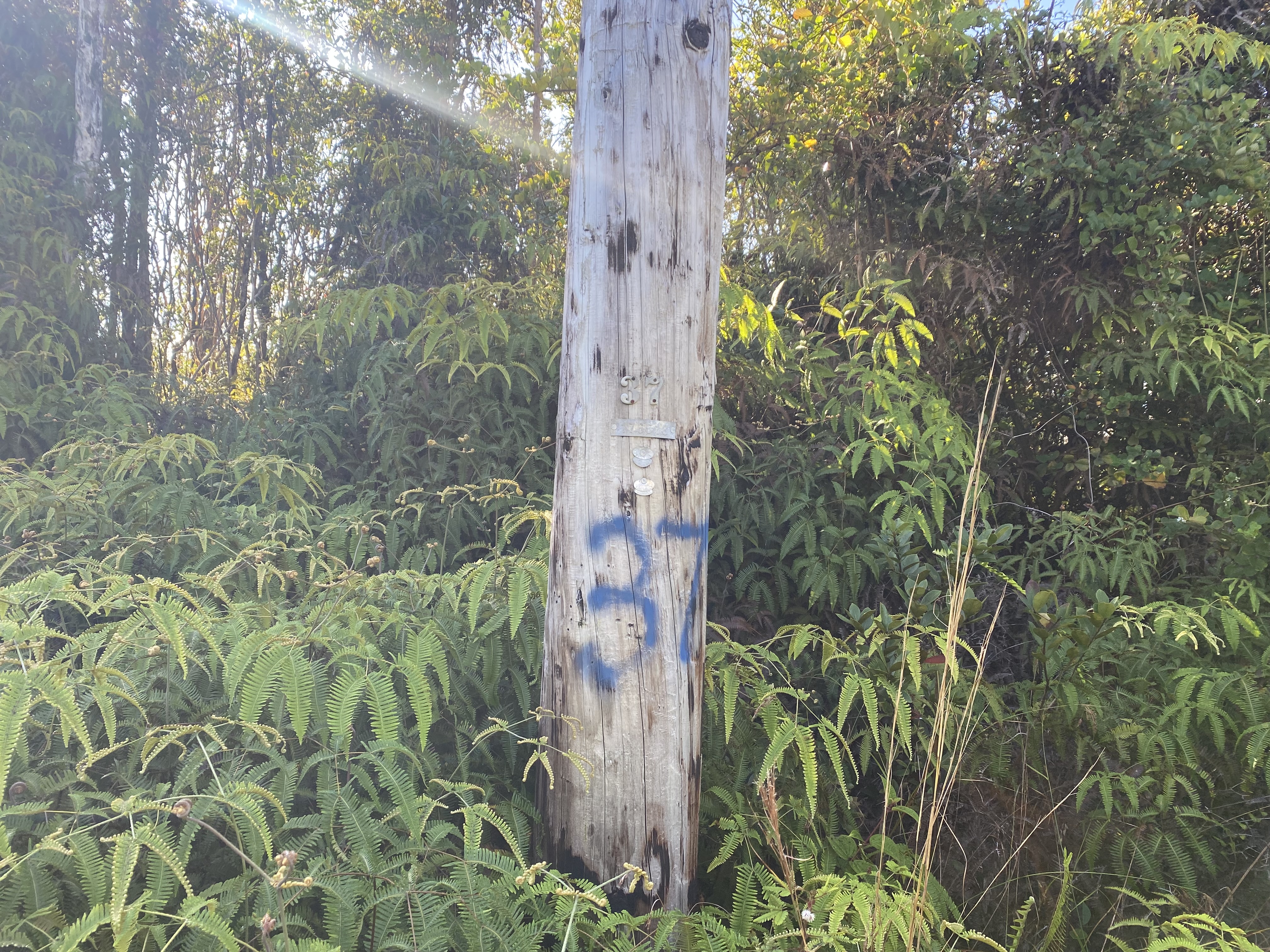 Jungle King Ave Property Photo 6