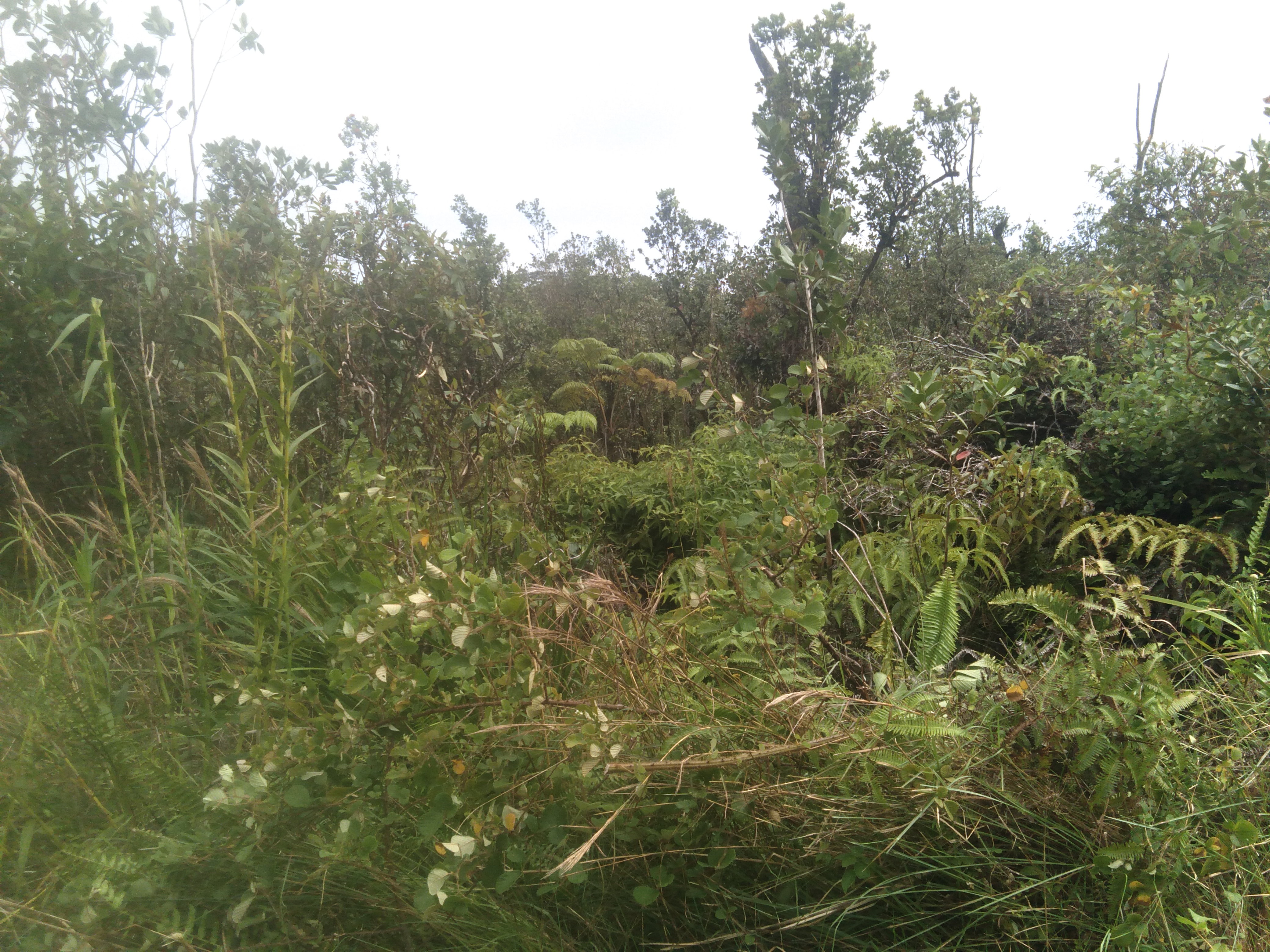 Mikana St Property Photo 3