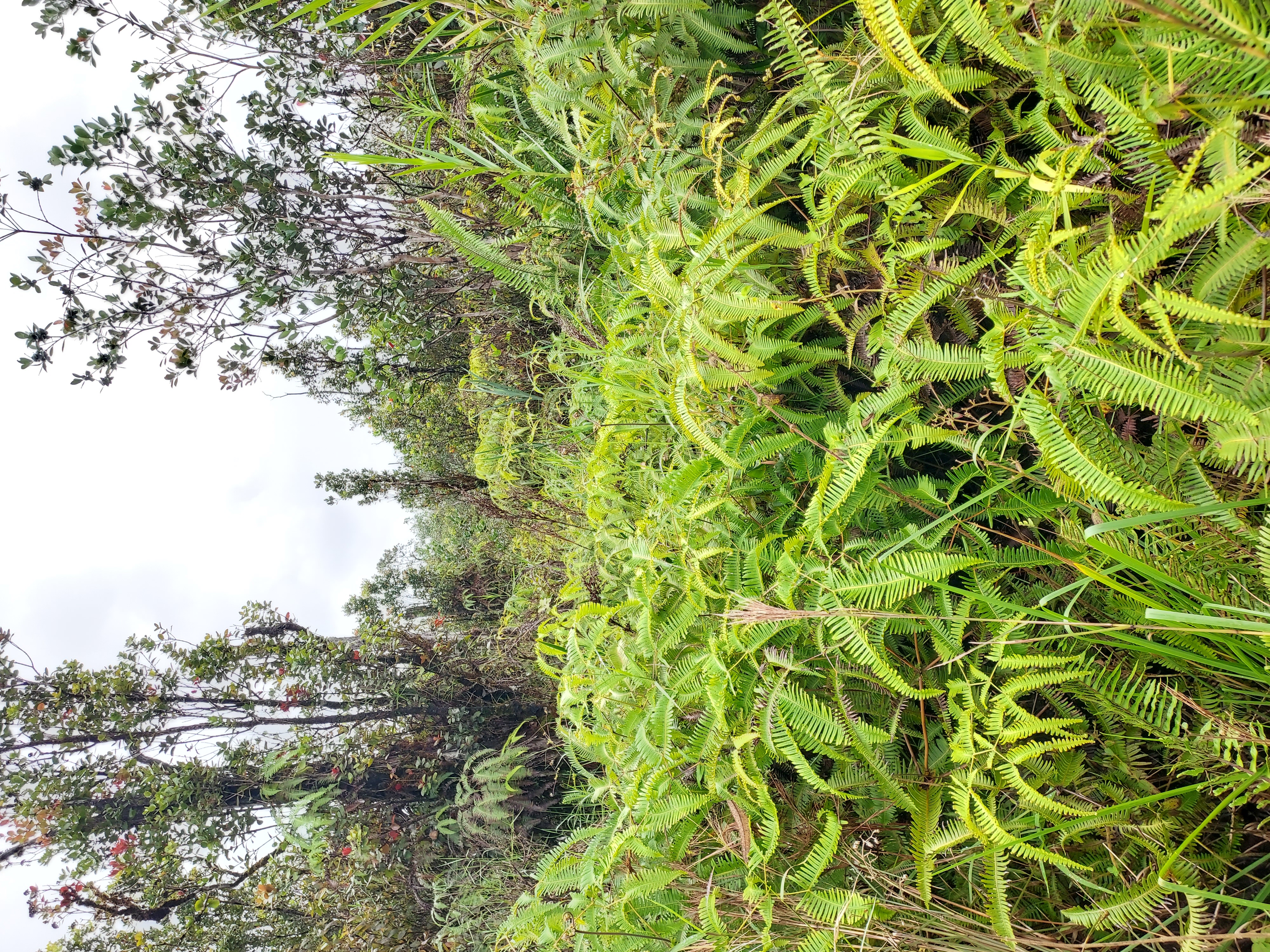 Mikana St Property Photo 4