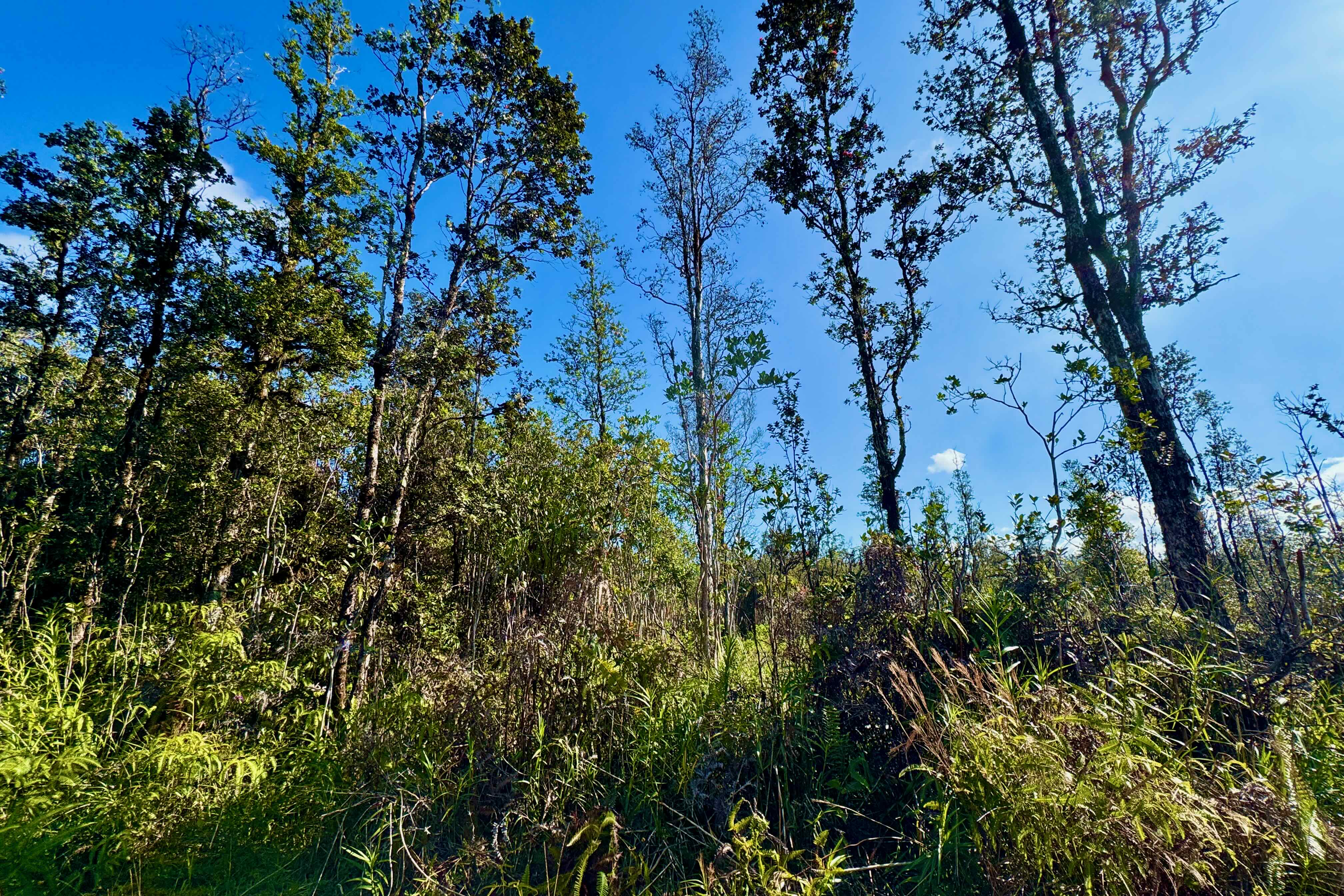 16-1301 Road 3 (hopue) Property Photo 6