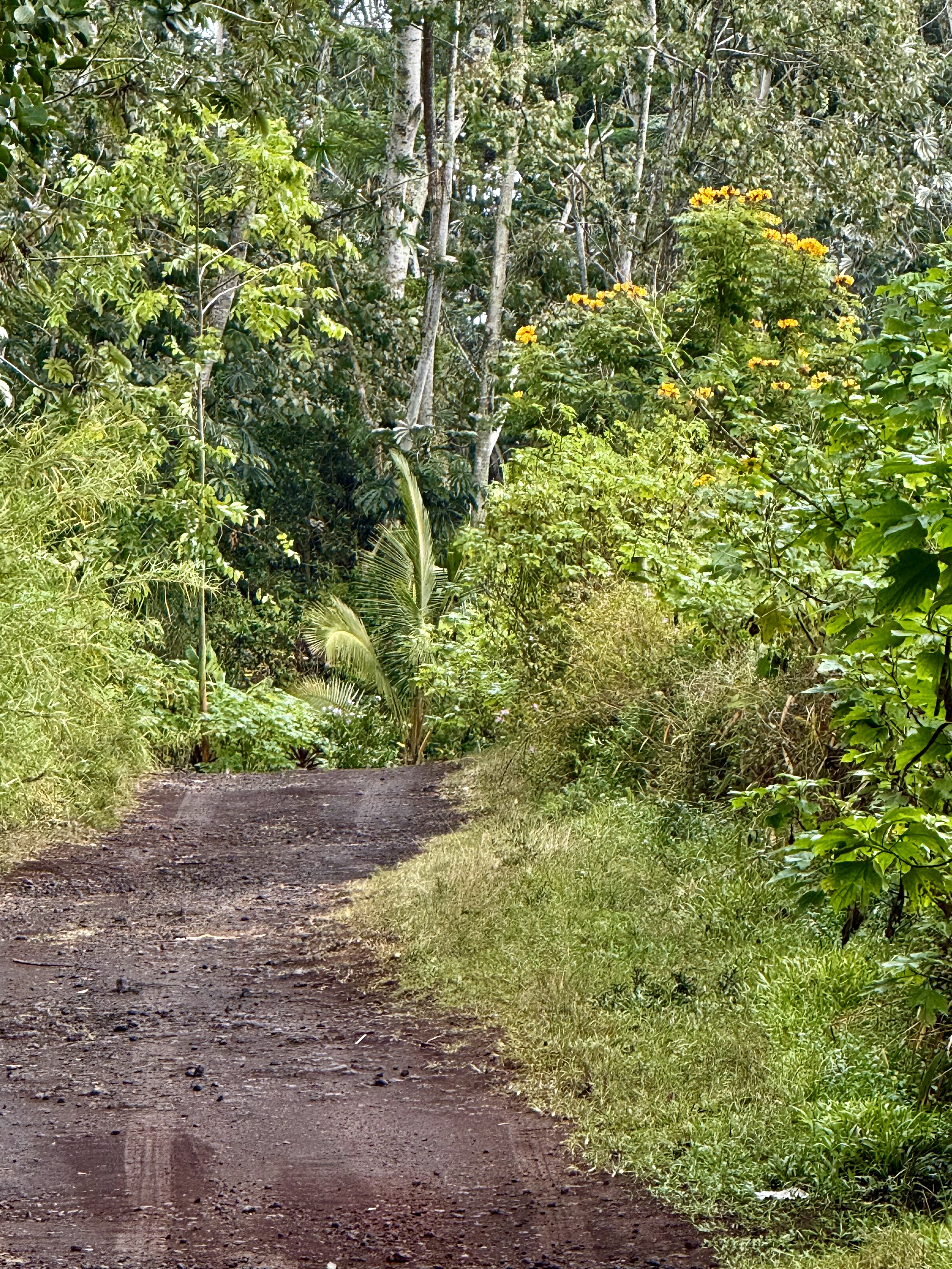 Puua Kapoho Rd Property Photo 6