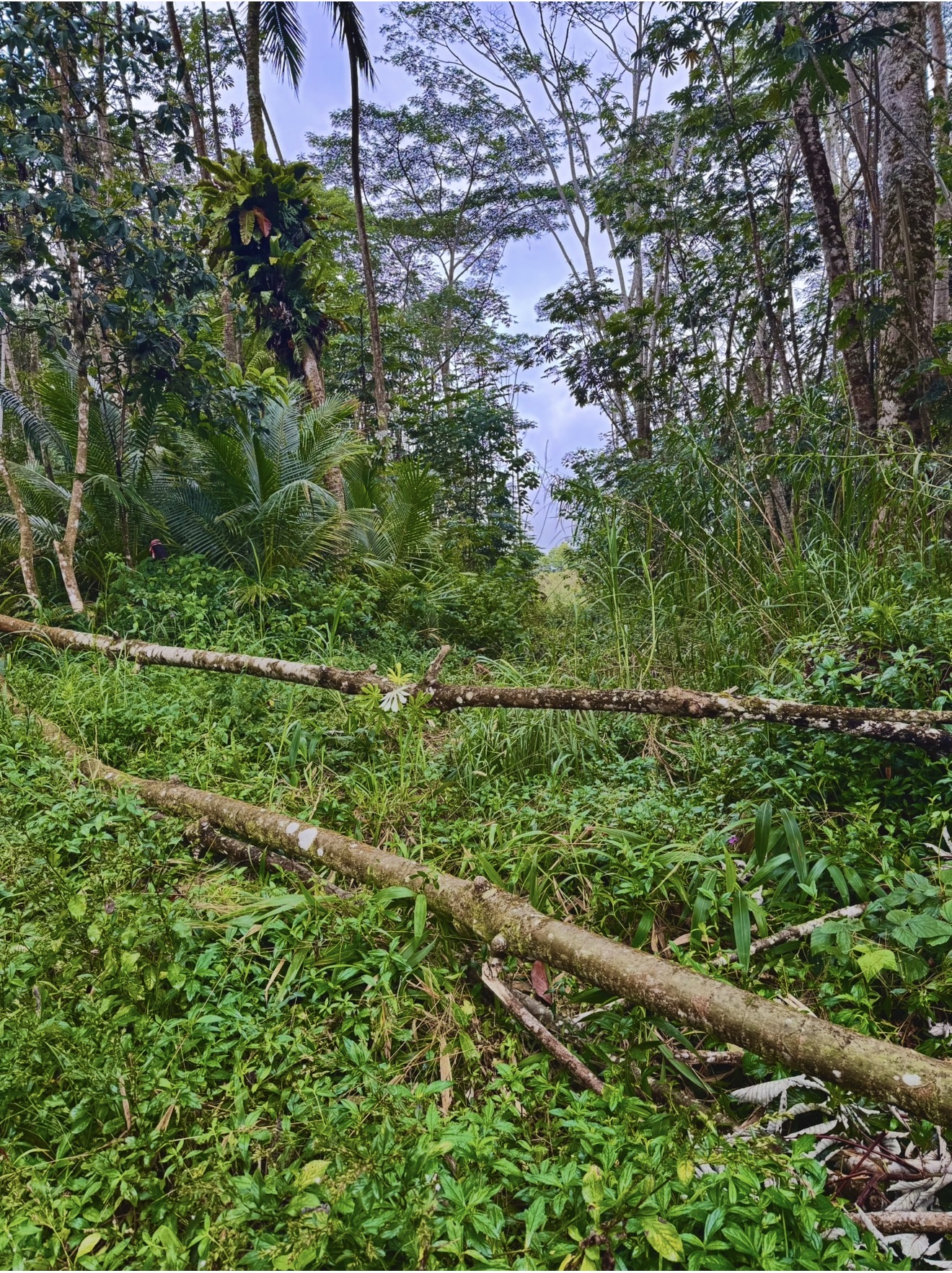 Puua Kapoho Rd Property Photo 10