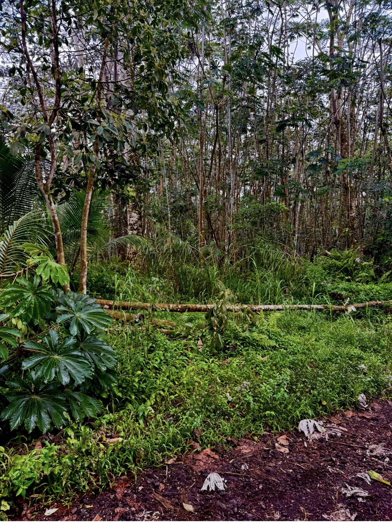 Puua Kapoho Rd Property Photo 11