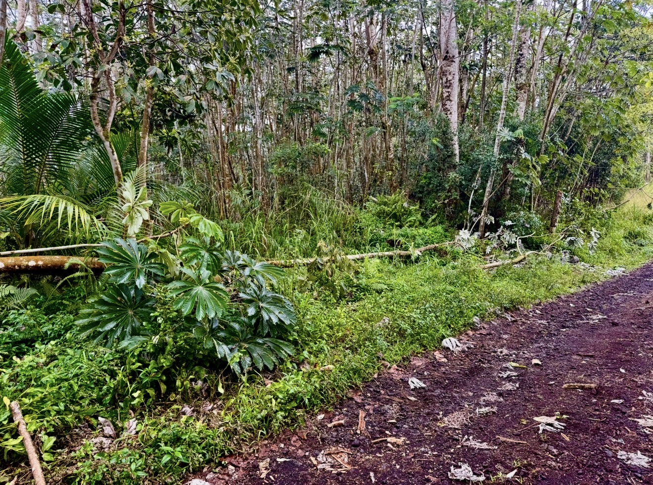 Puua Kapoho Rd Property Photo 12