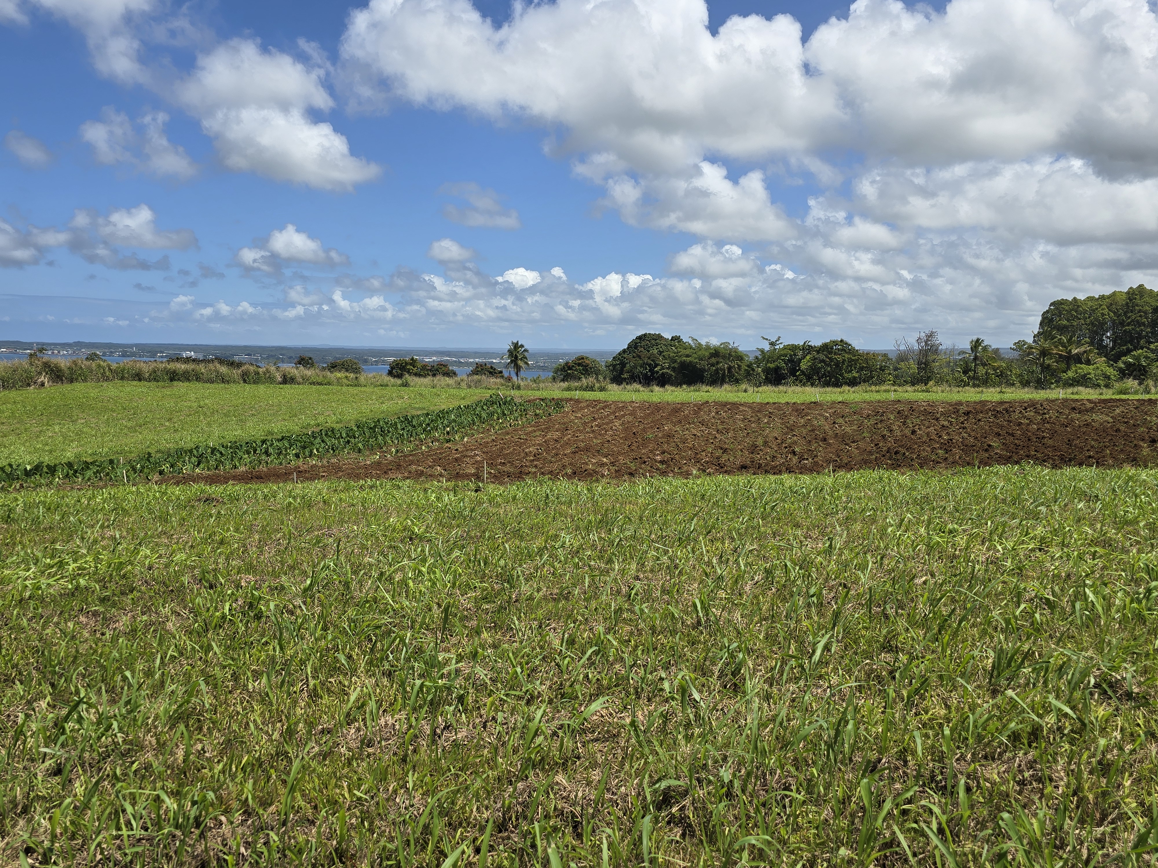 Puia Road Property Photo 1