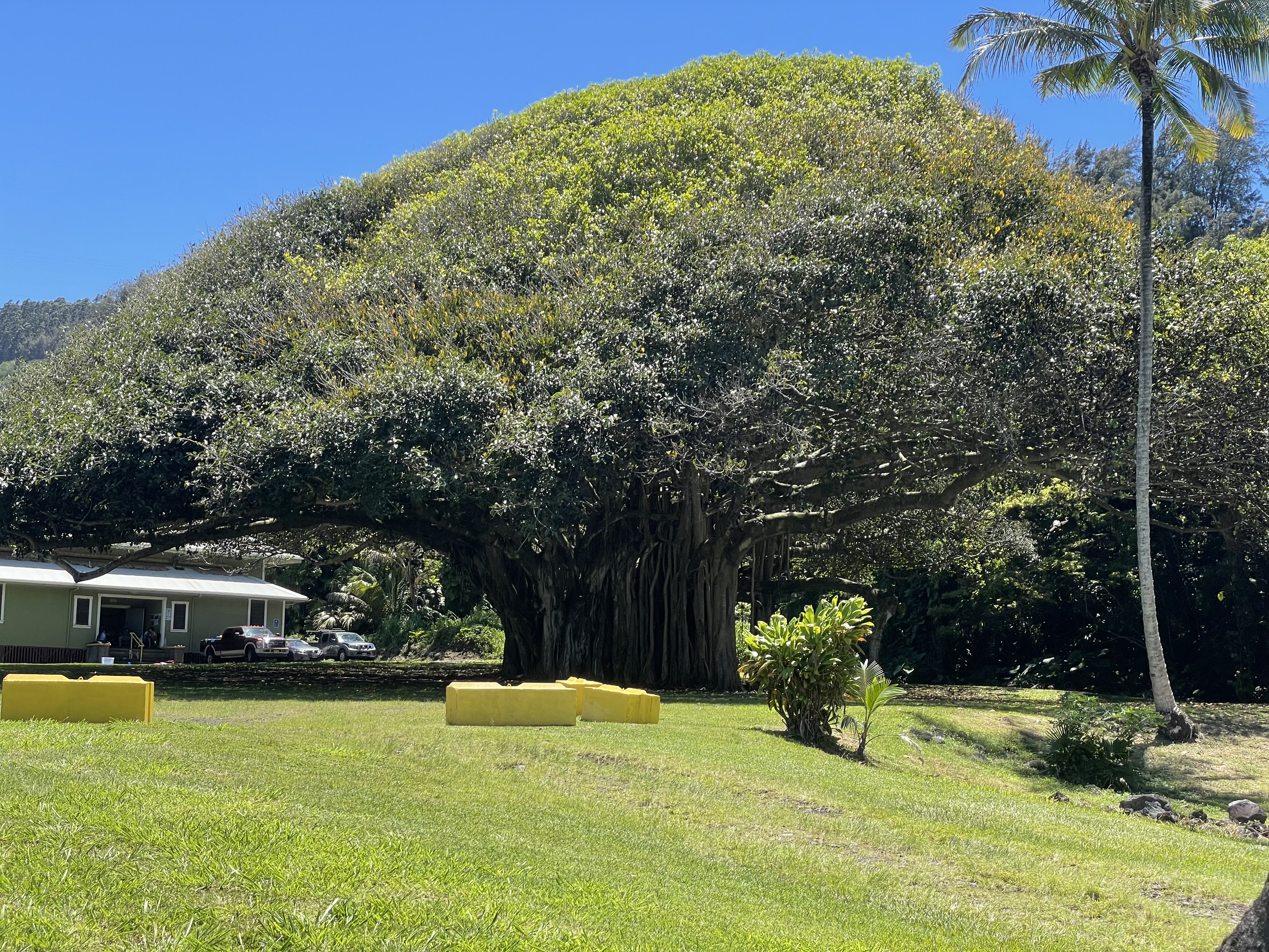 36-1070 Laupahoehoe Point Rd Property Photo 4