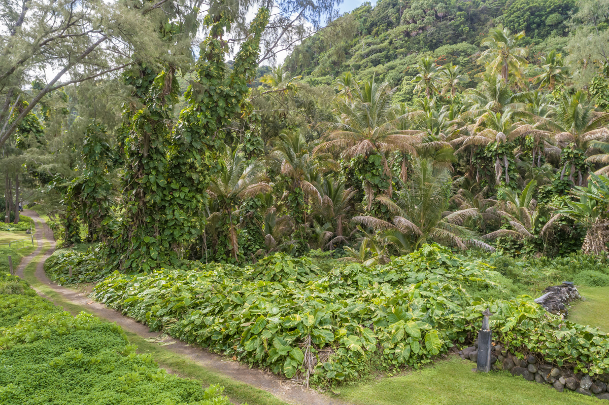 36-1070 Laupahoehoe Point Rd Property Photo 6