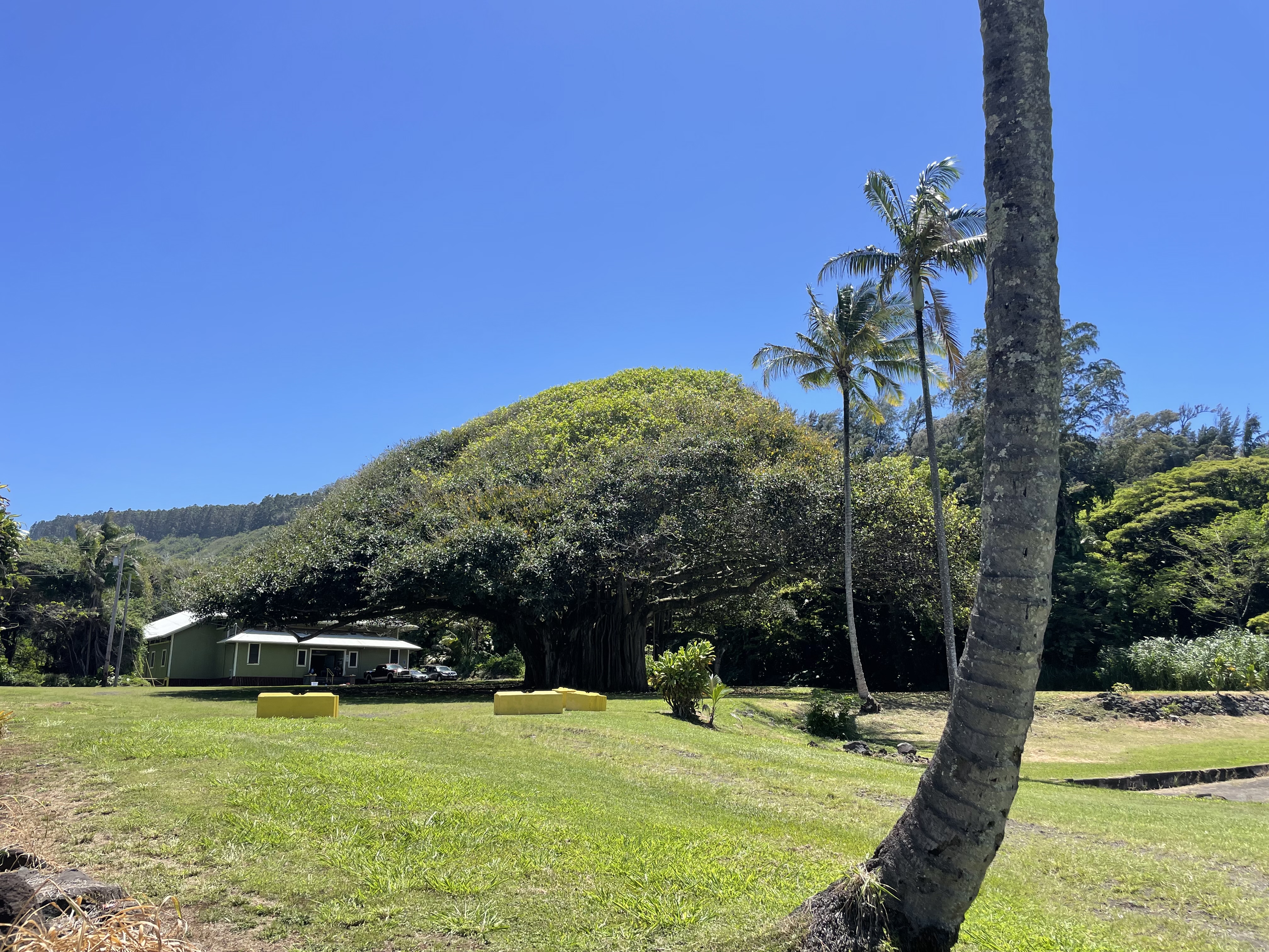 36-1070 Laupahoehoe Point Rd Property Photo 16