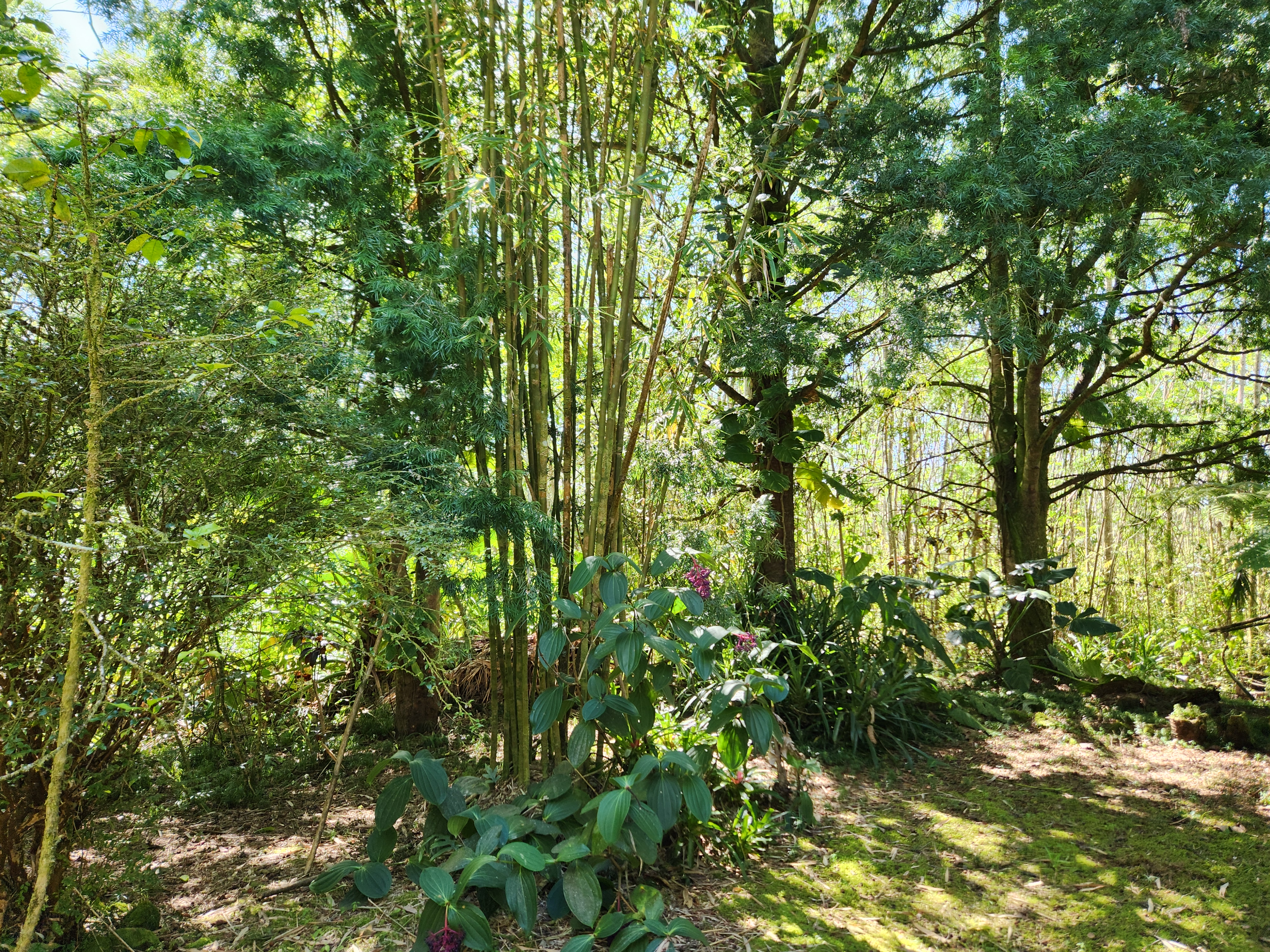 14-3468 Puna Rd Property Photo 26