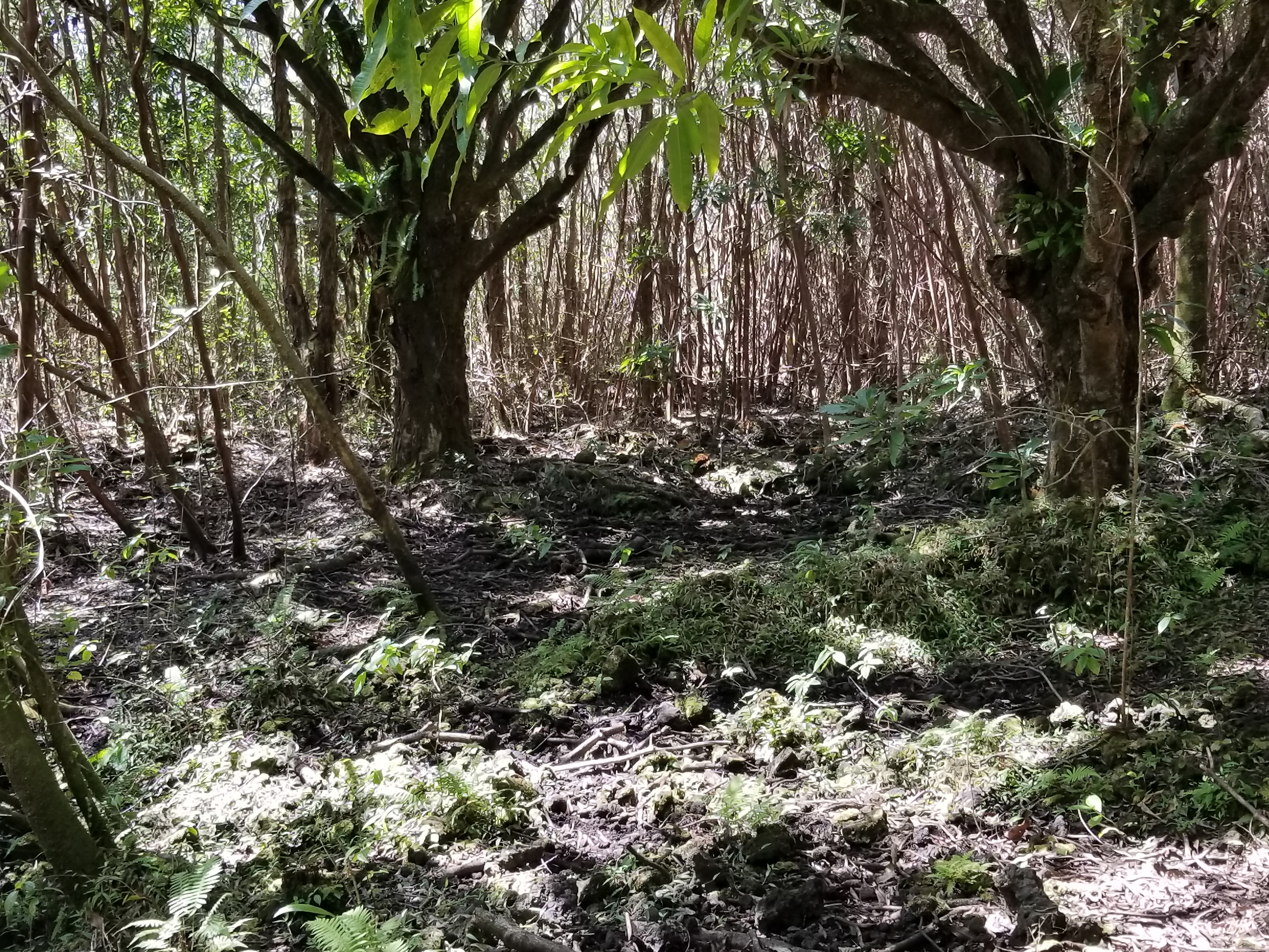 Hoonone Rd Property Photo 11