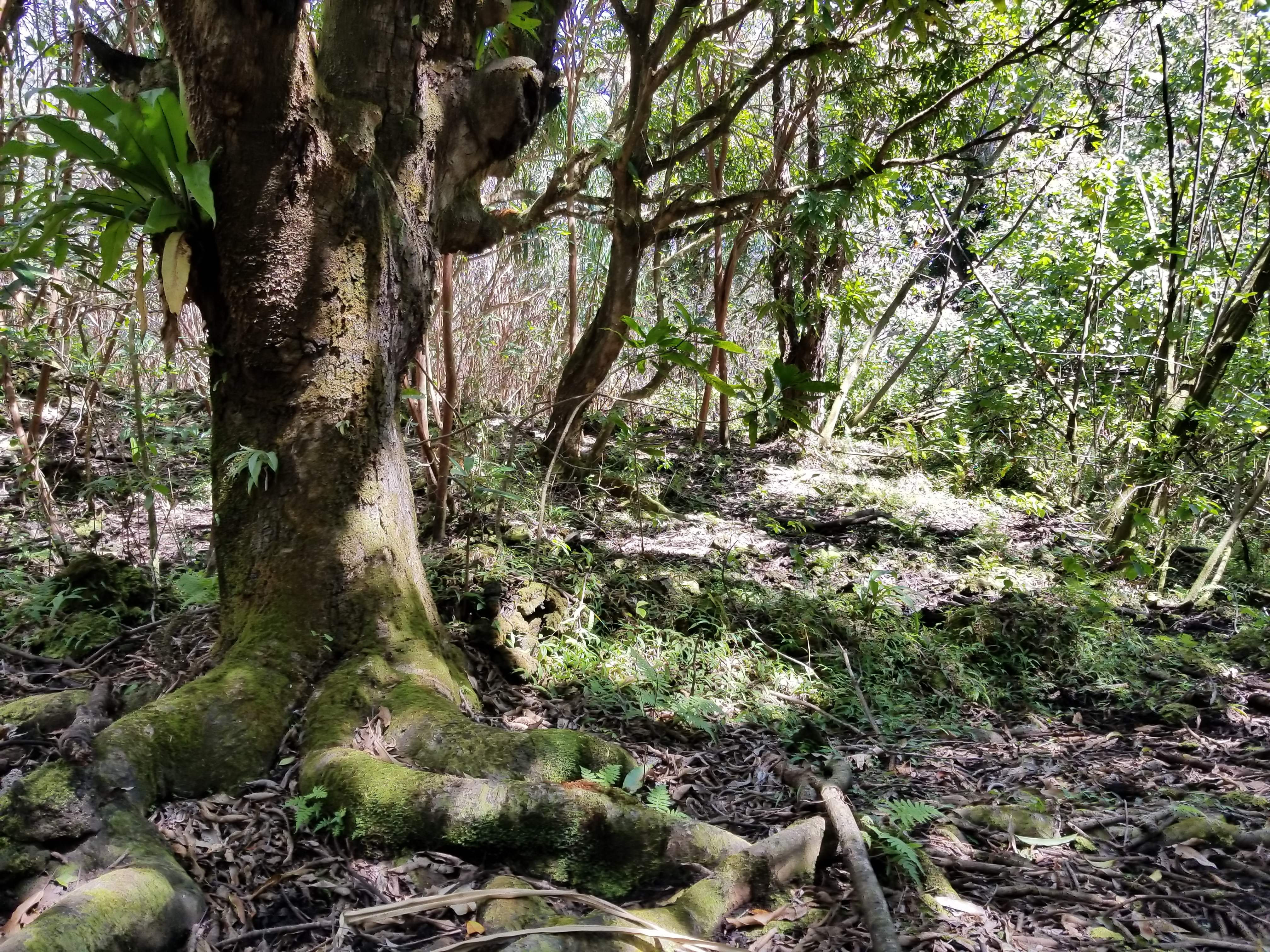 Hoonone Rd Property Photo 12