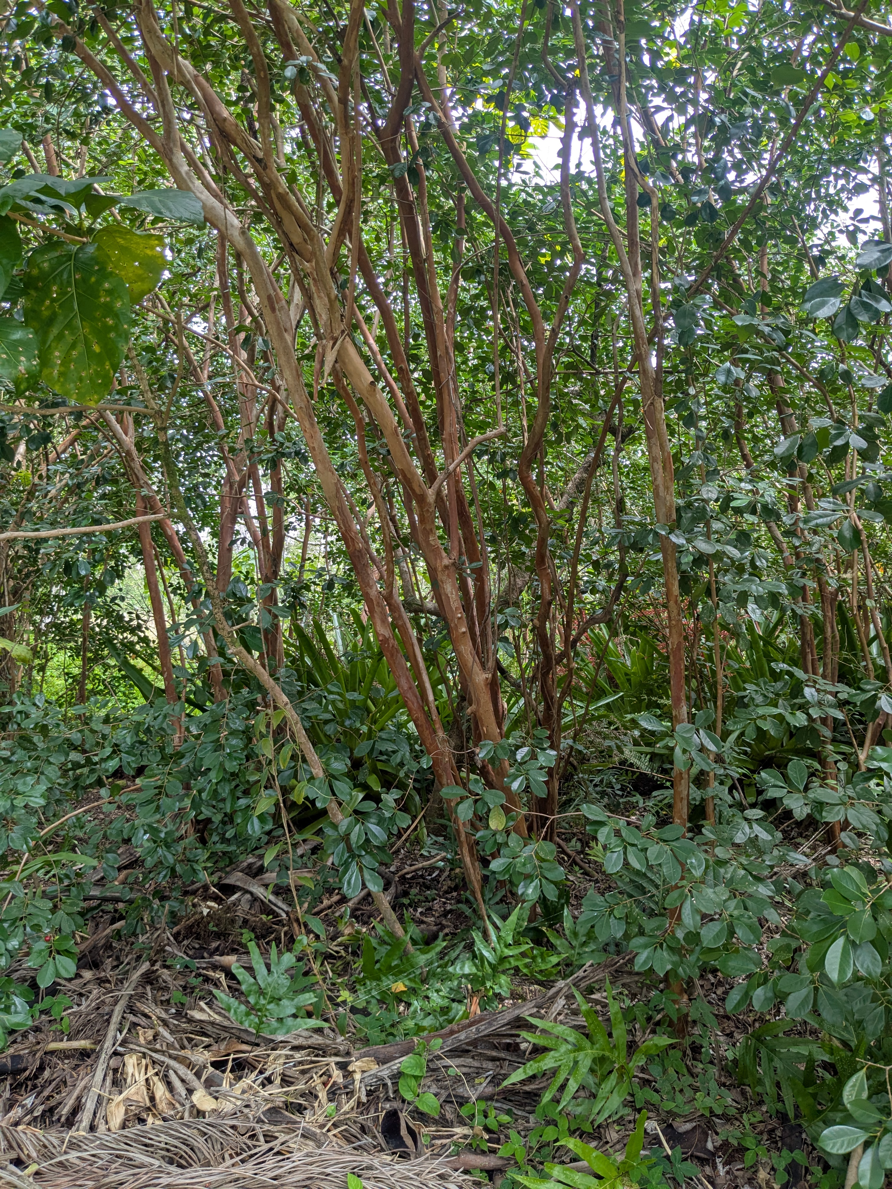 12-262 Pohakupele Loop Property Photo 5