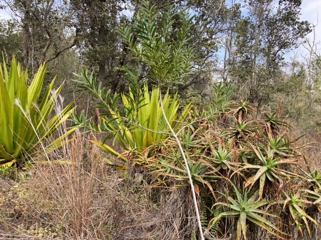 Leilani Pkwy Property Photo 8
